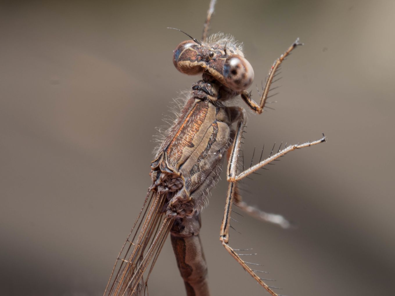 Sympecma paedisca