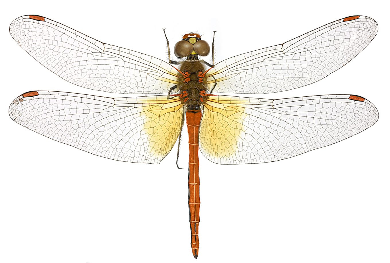 Sympetrum flaveolum