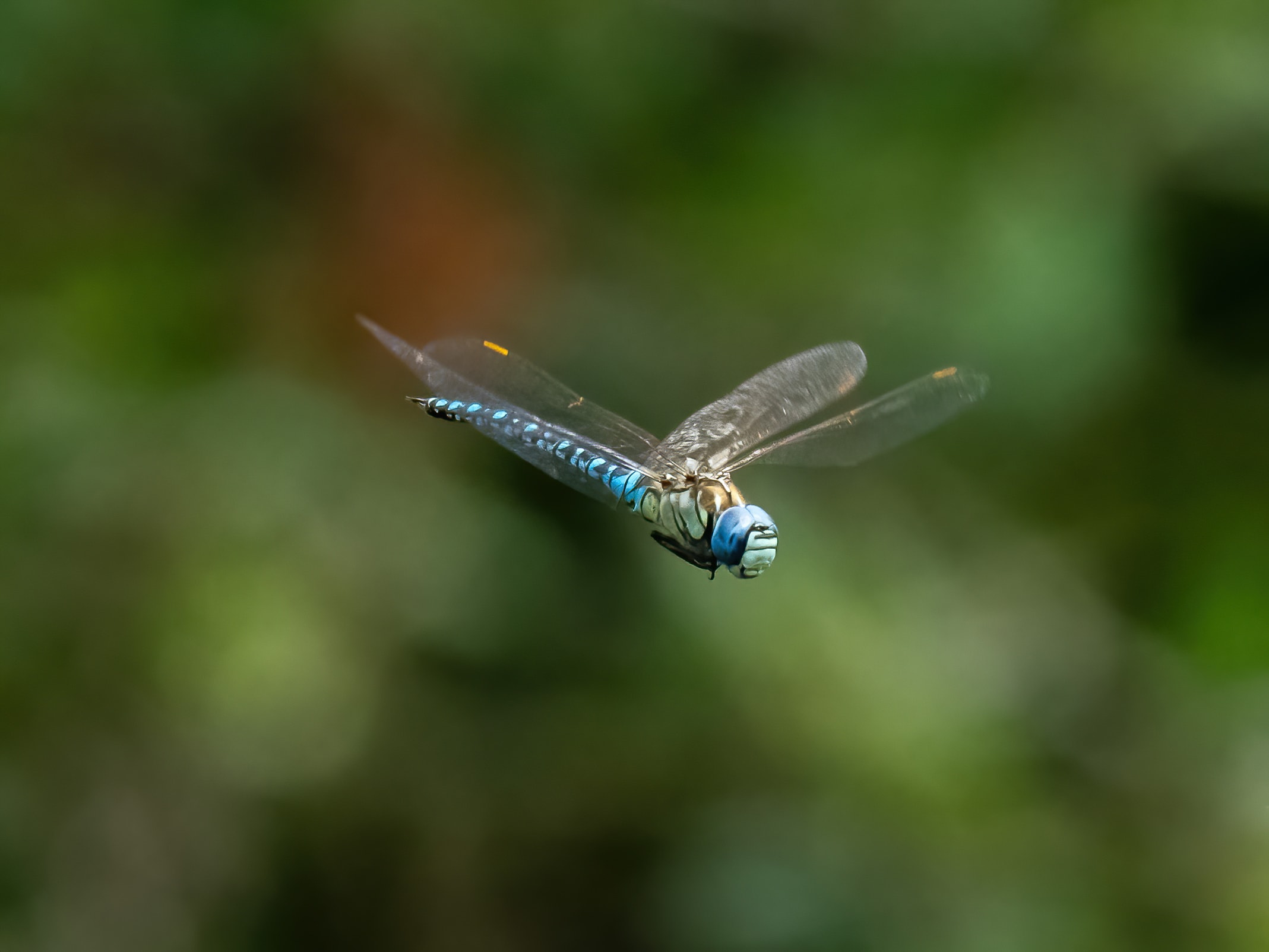 Image from Aeshna affinis album