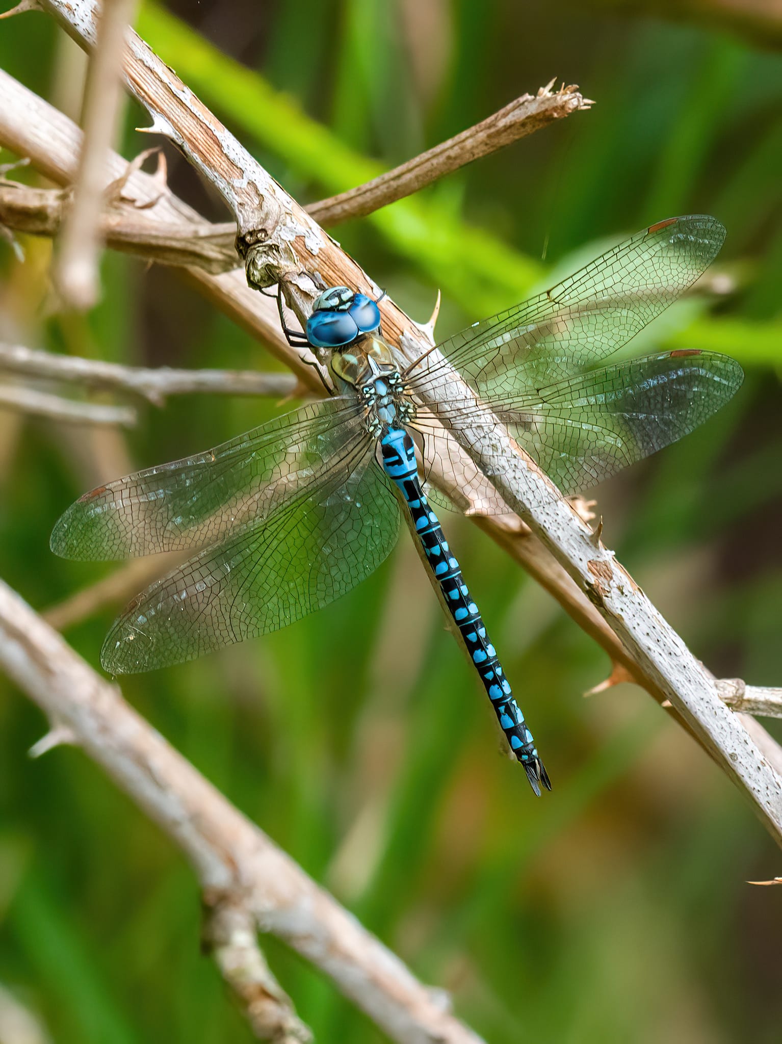 Image from Aeshna affinis album