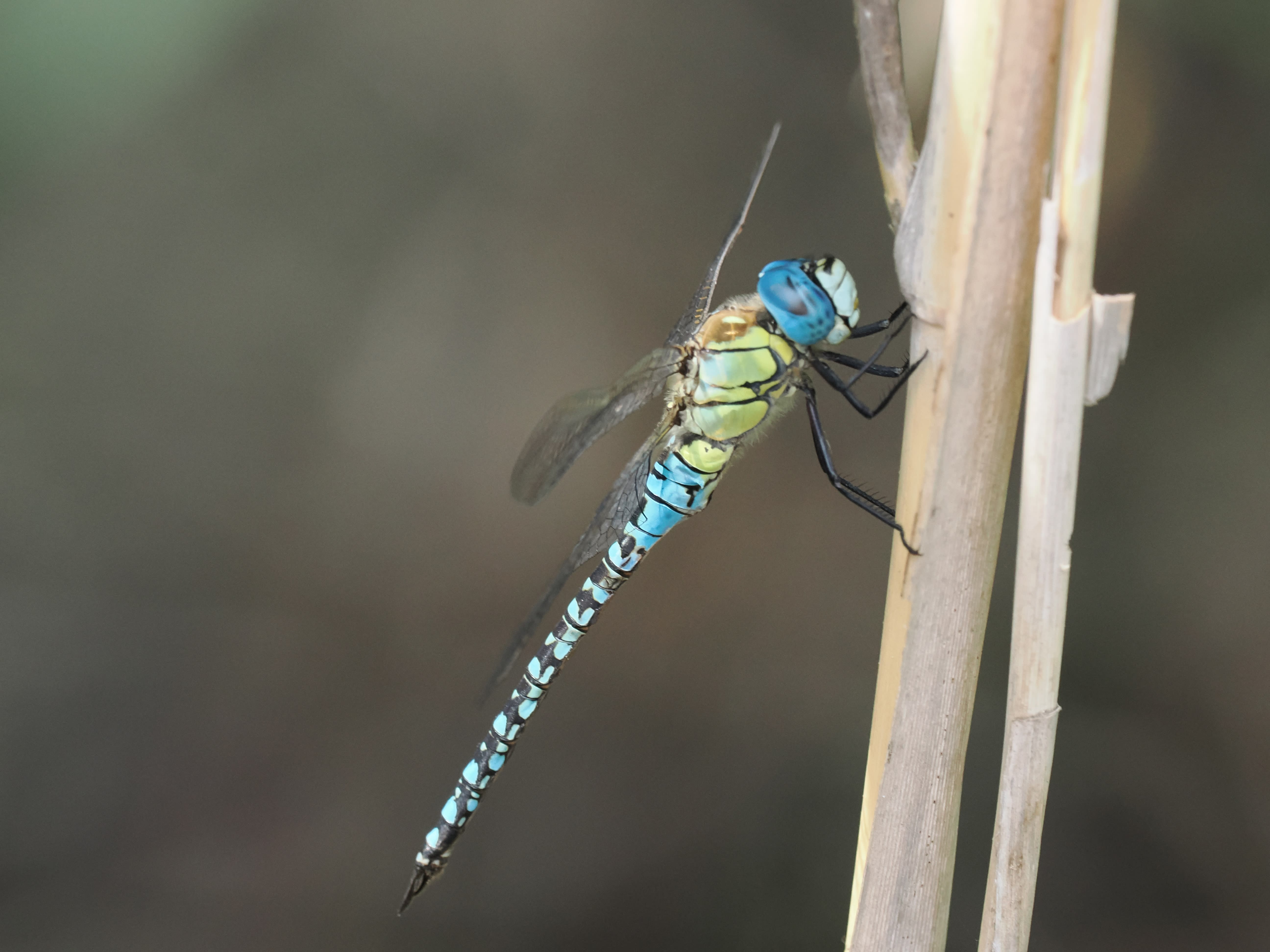 Image from Aeshna affinis album