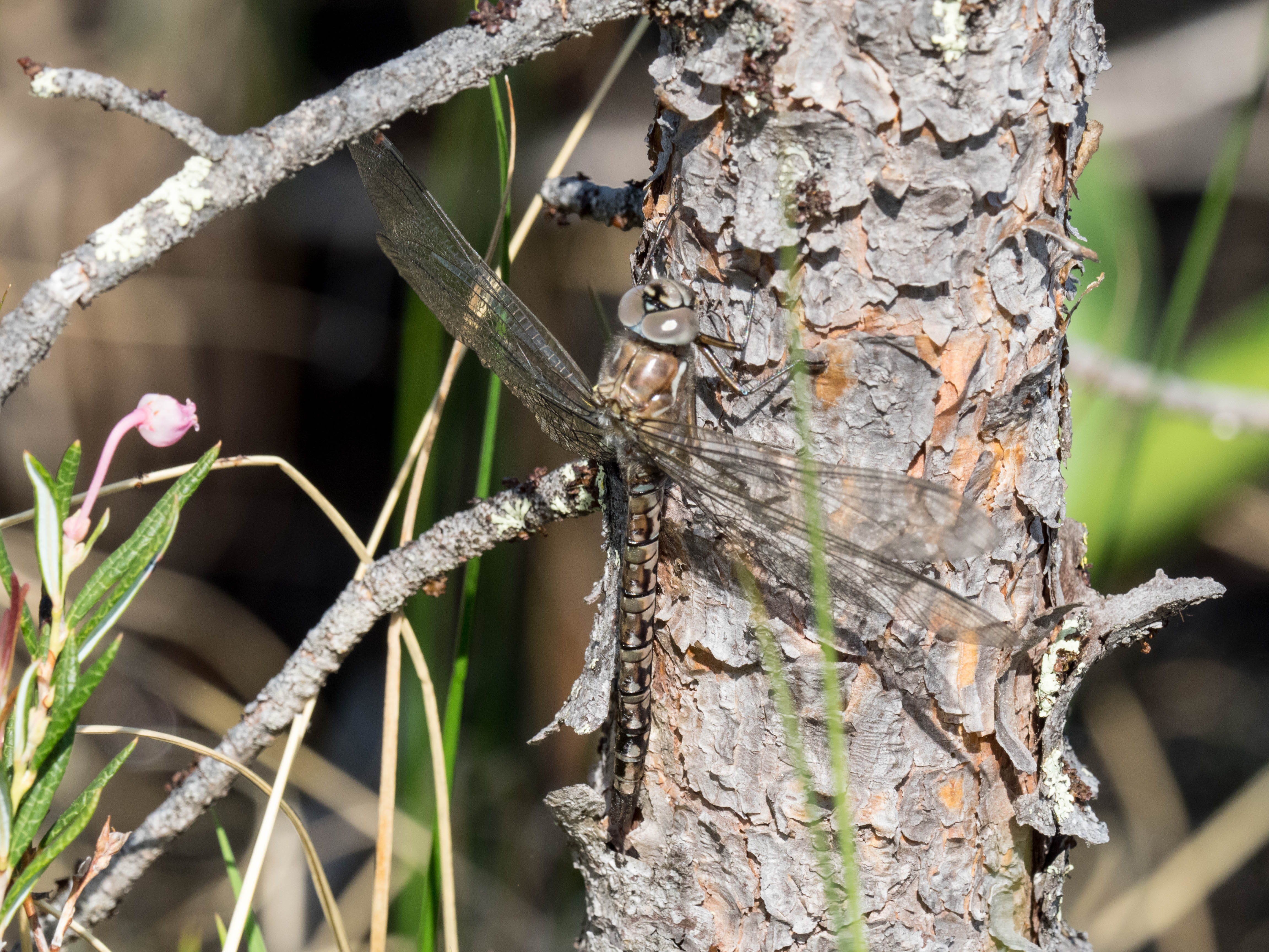 Image from Aeshna caerulea album