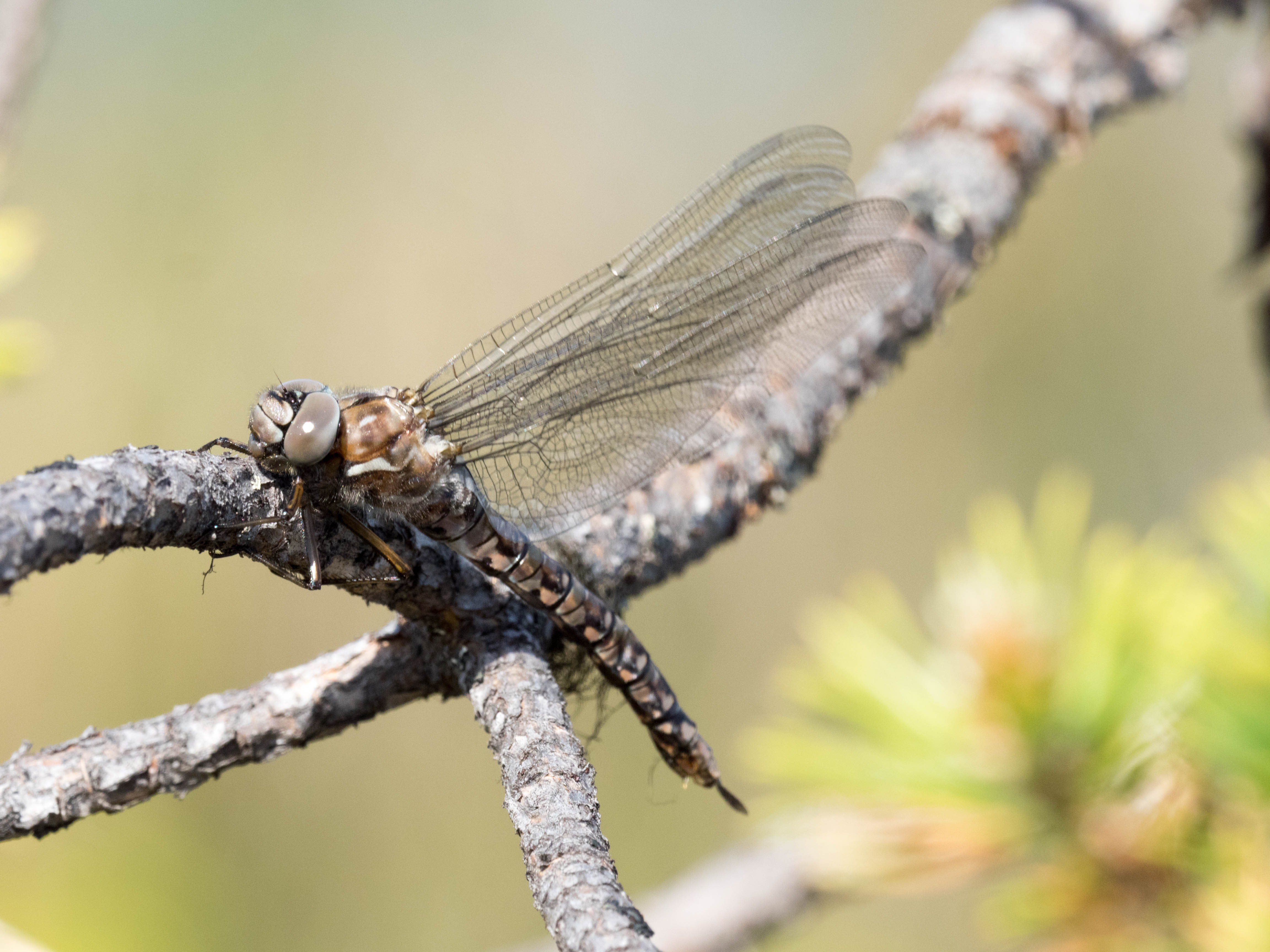 Image from Aeshna caerulea album