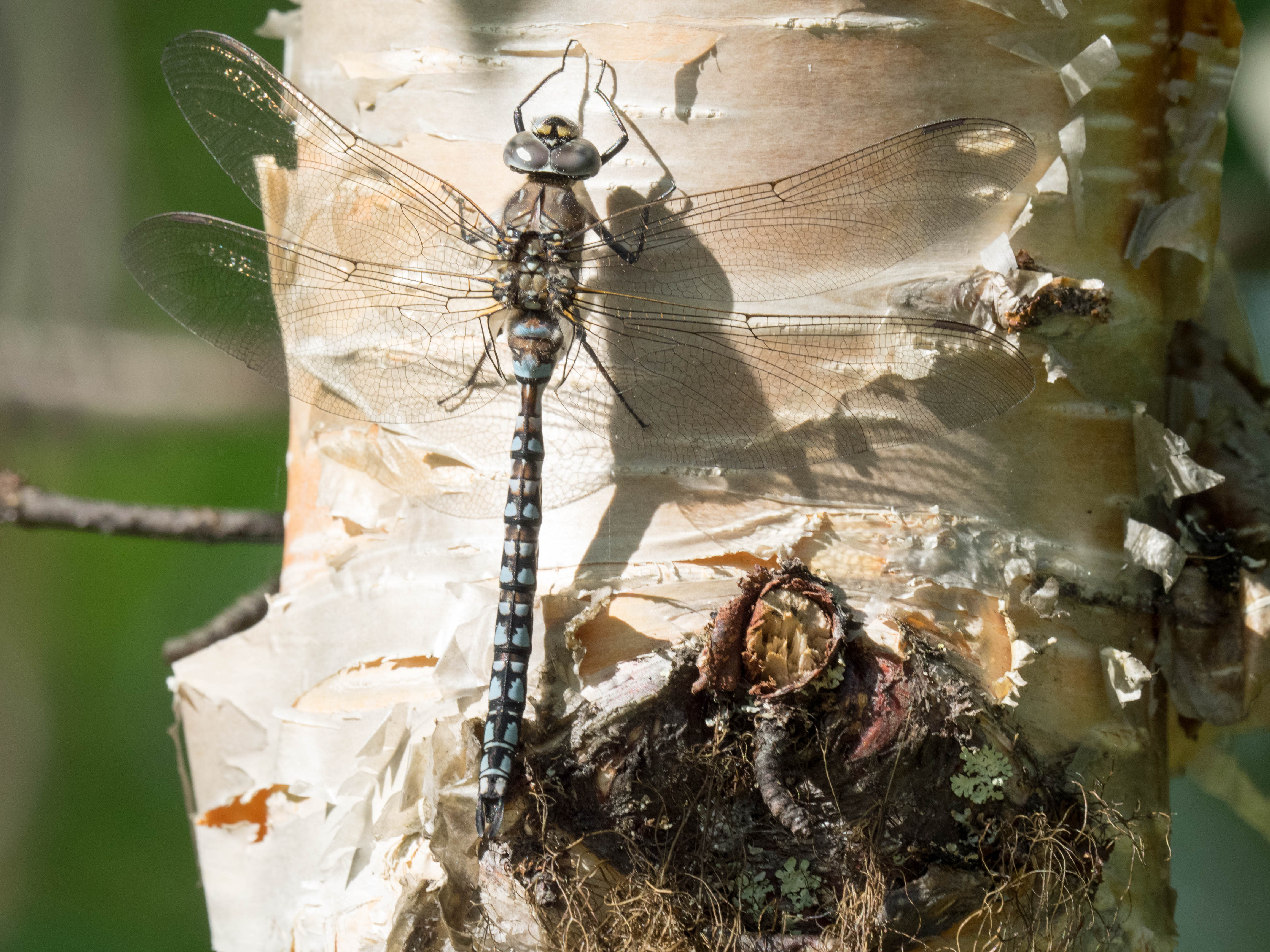 Image from Aeshna caerulea album