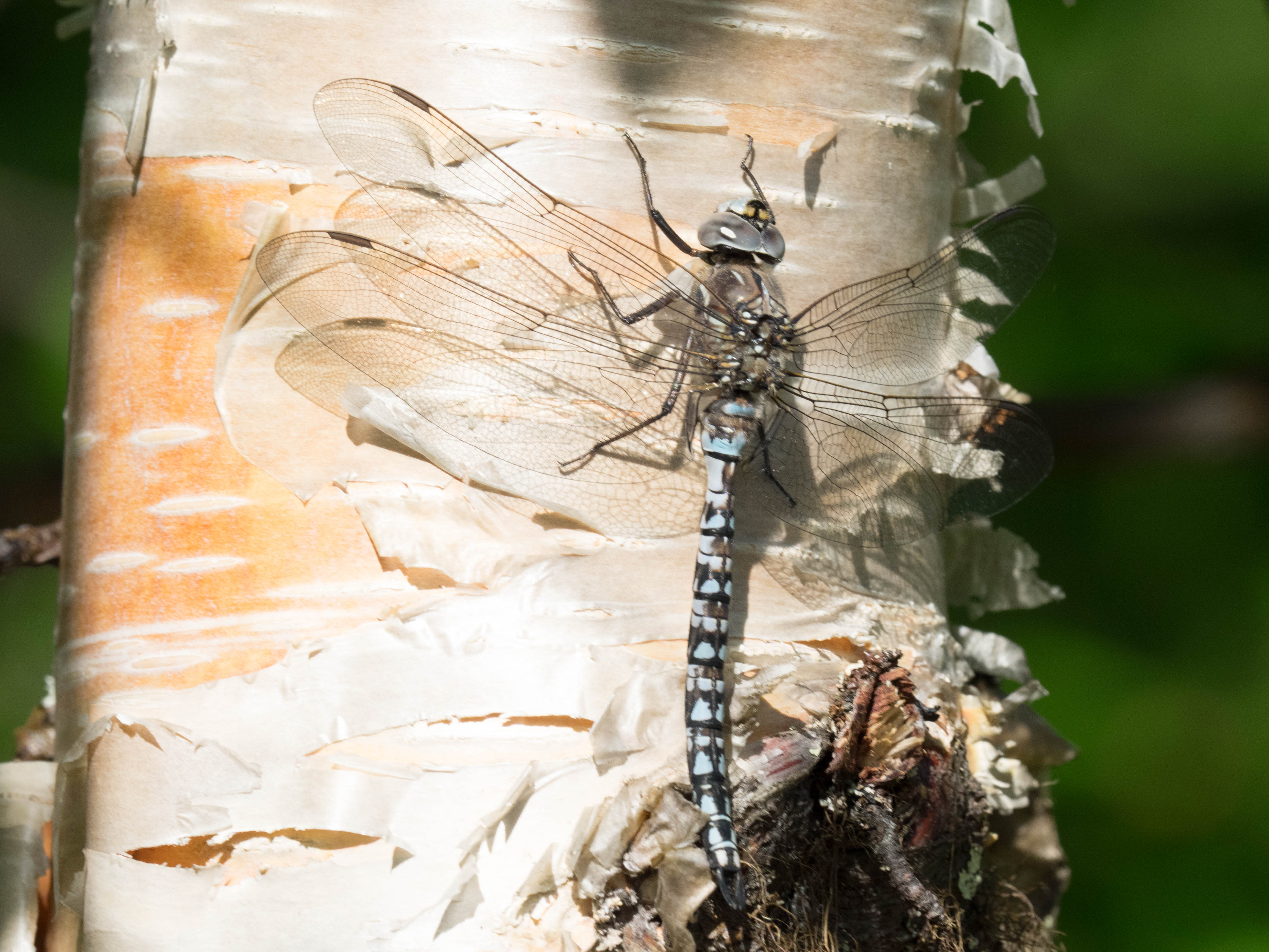 Image from Aeshna caerulea album