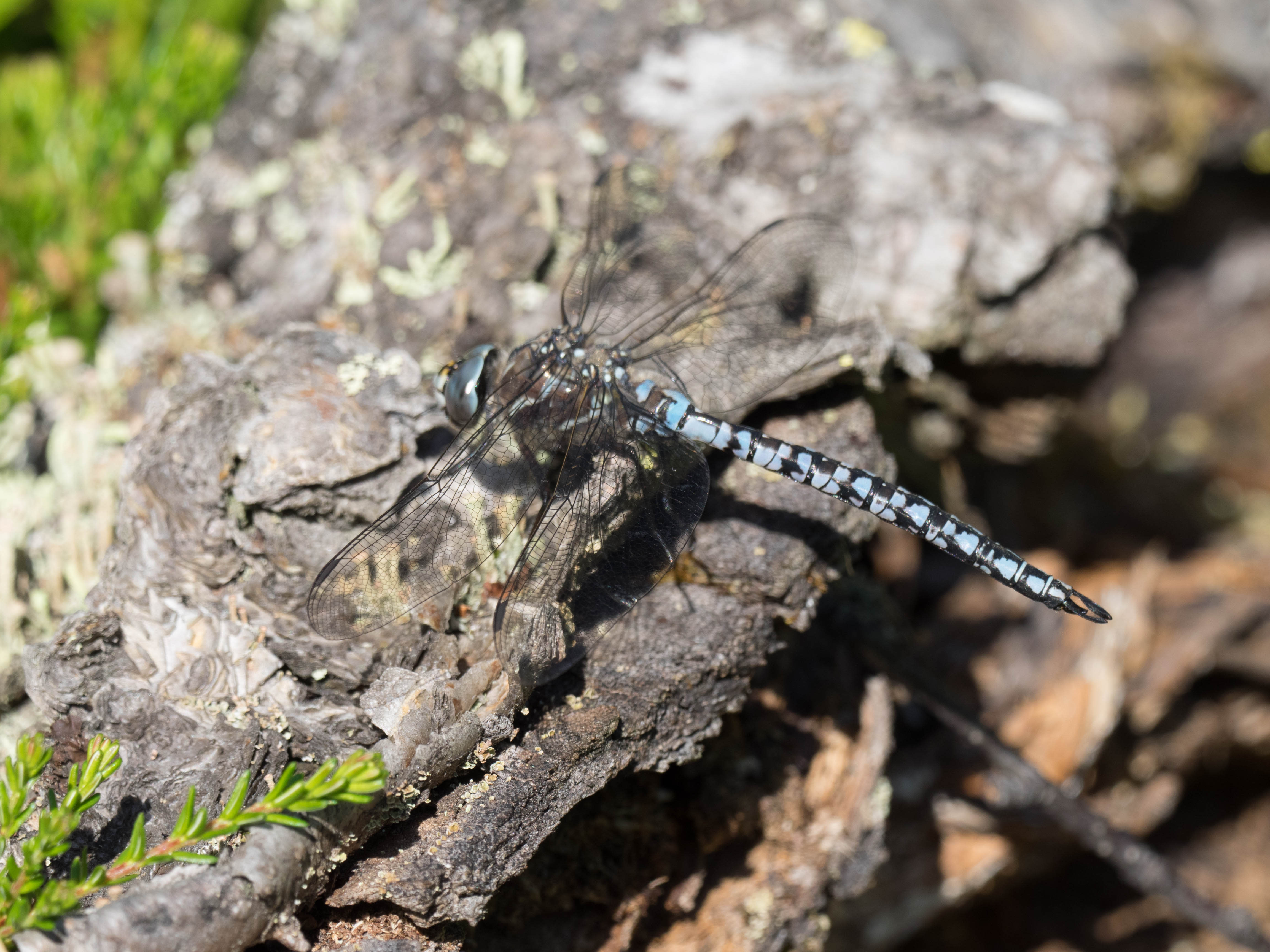 Image from Aeshna caerulea album