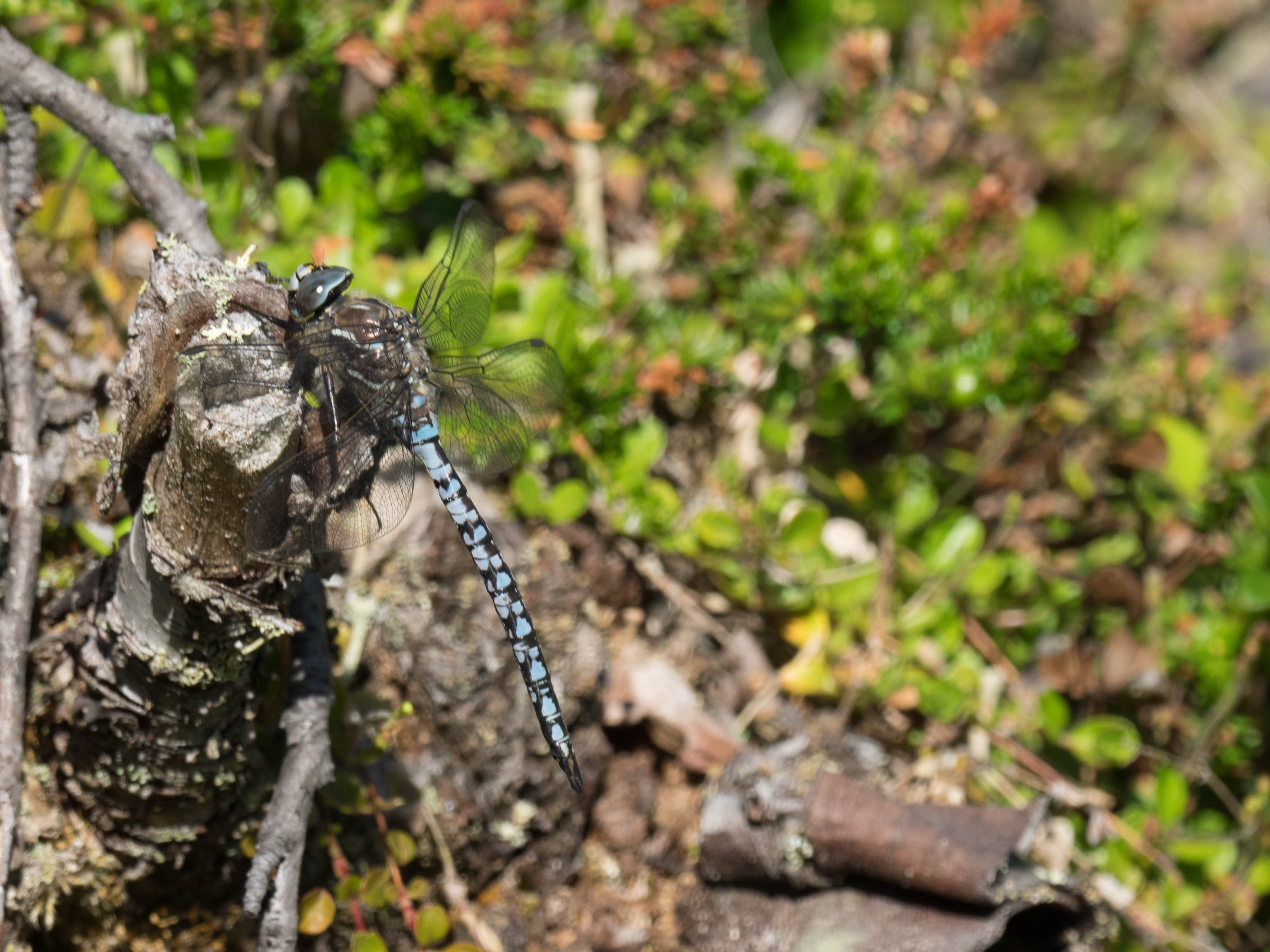 Image from Aeshna caerulea album