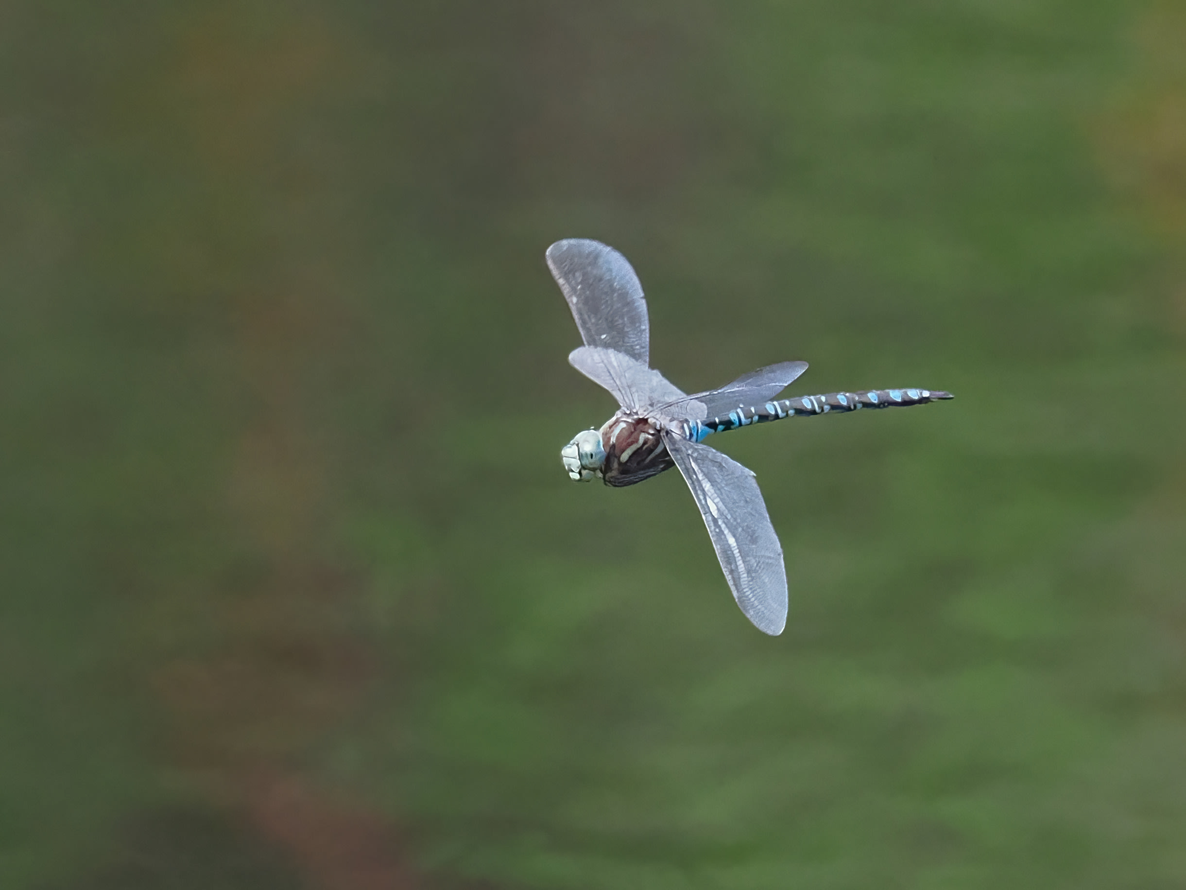 Aeshna crenata — Siberian hawker, male patrolling. Espoo, Finland 2026.
