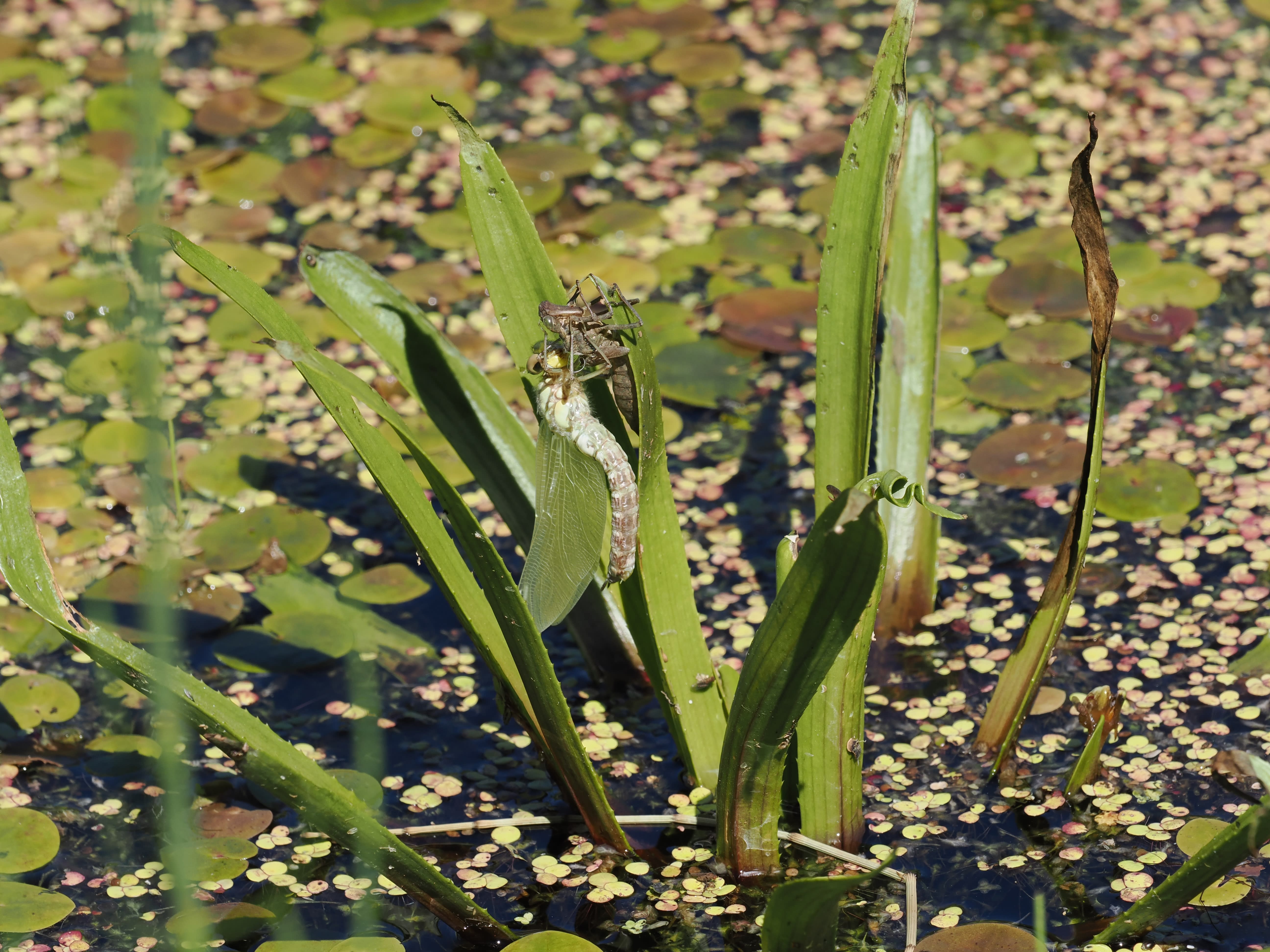 Aeshna cyanea — Southern hawker. Female emerging from a pond of Stratiotes aloides. Oxelösund, Södermanland, Sweden. 2026.