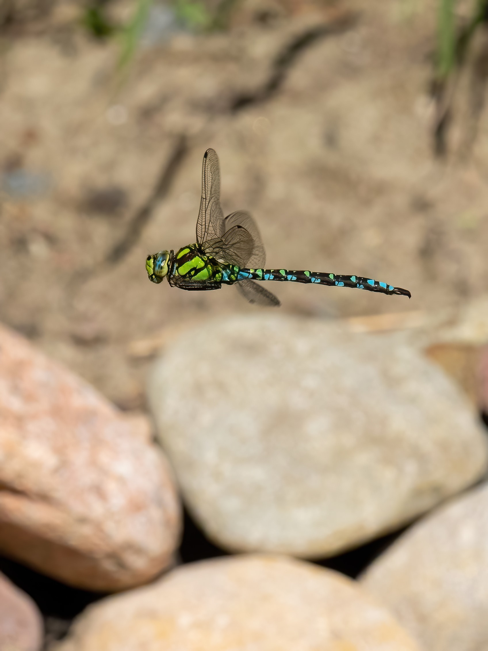 Image from Aeshna cyanea album