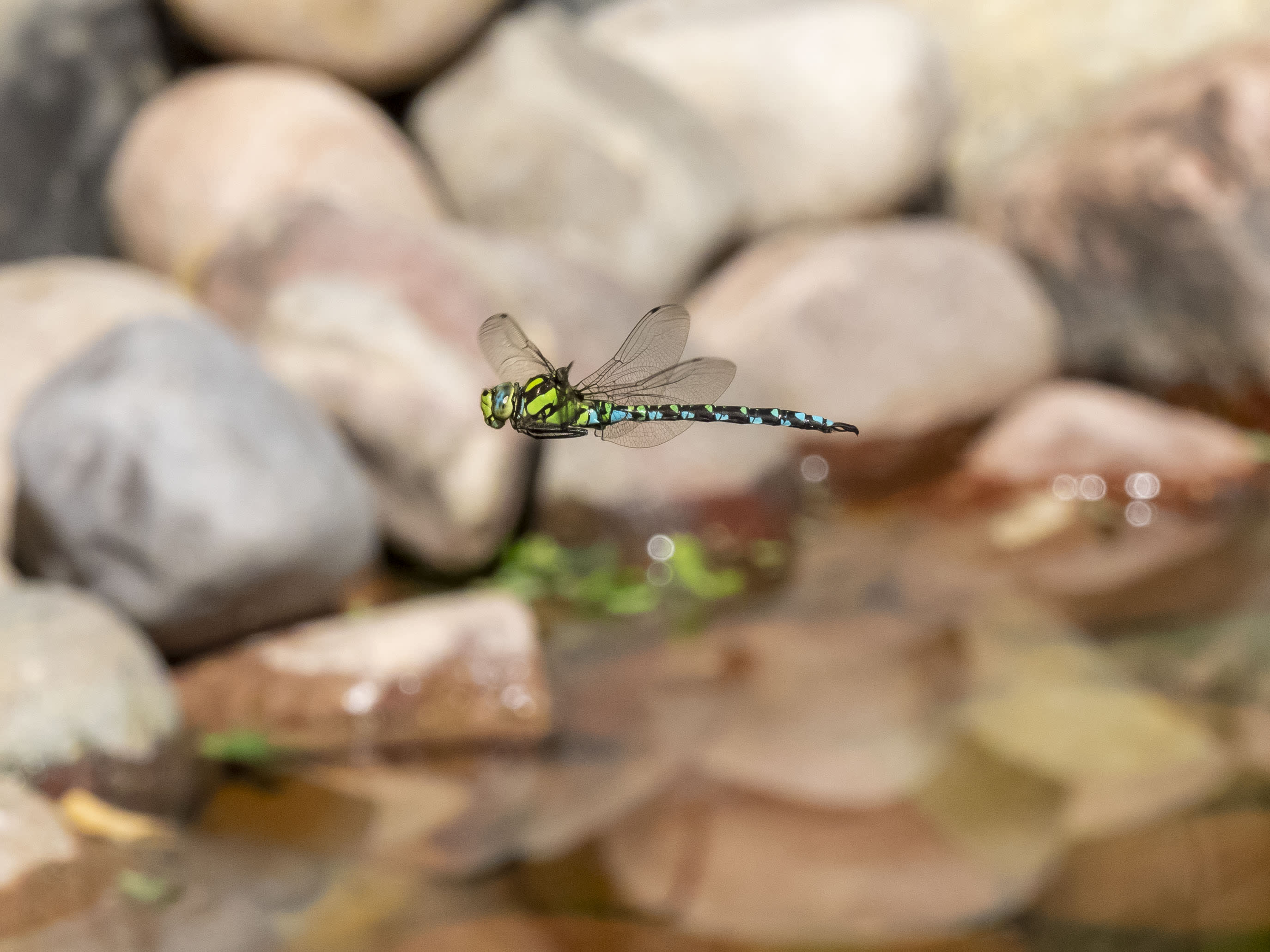 Image from Aeshna cyanea album