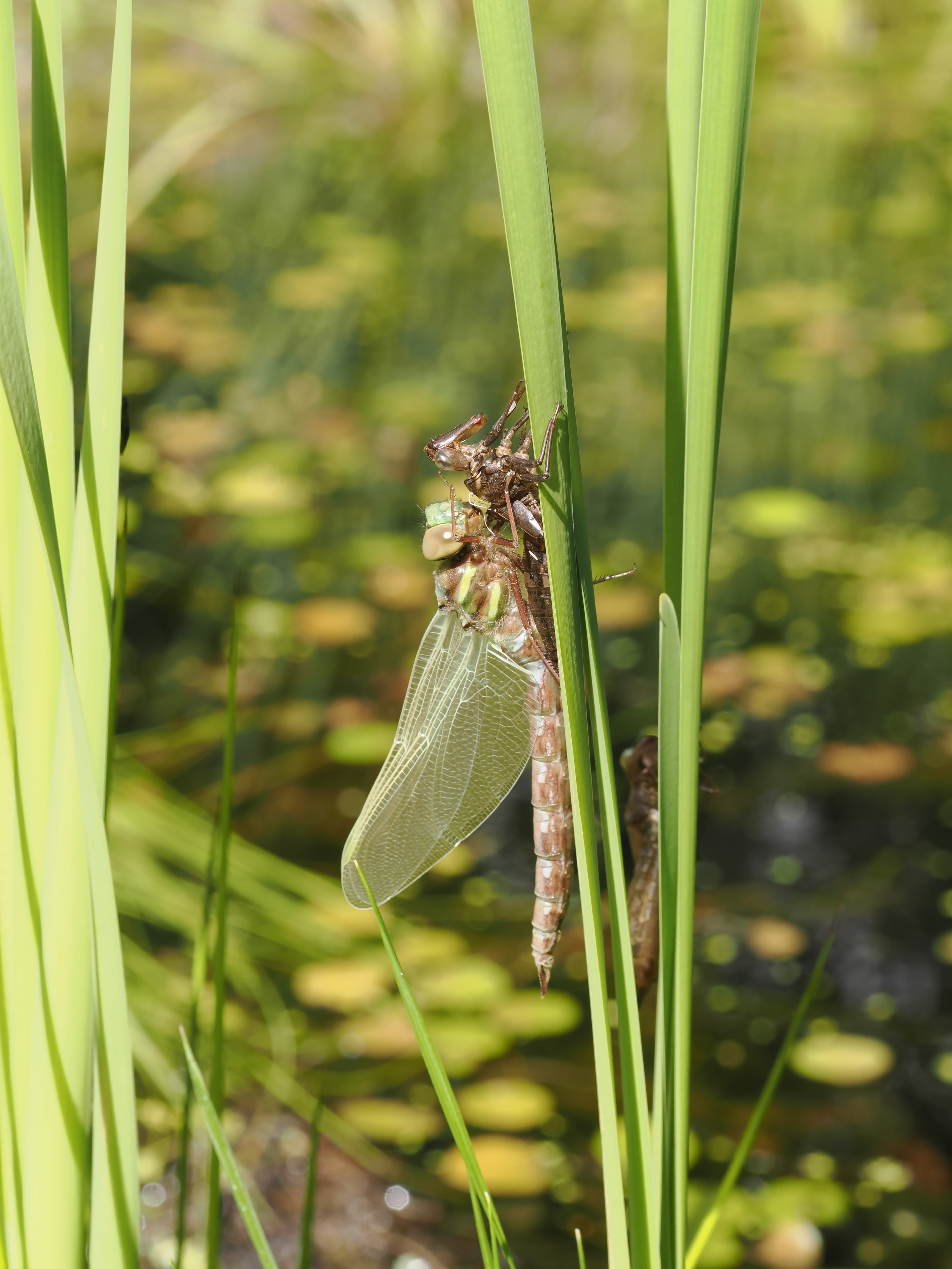 Image from Aeshna cyanea album