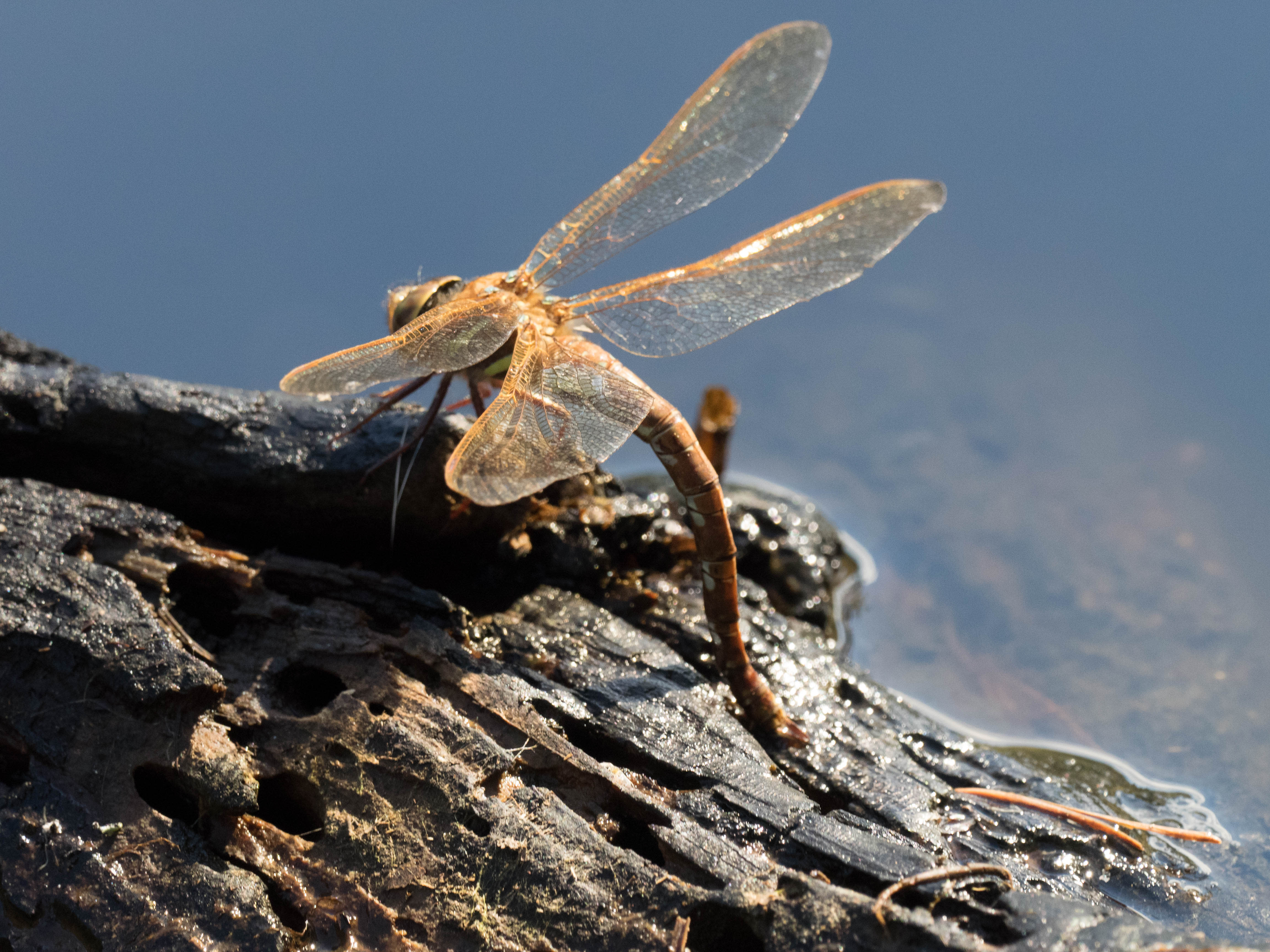 Image from Aeshna grandis album