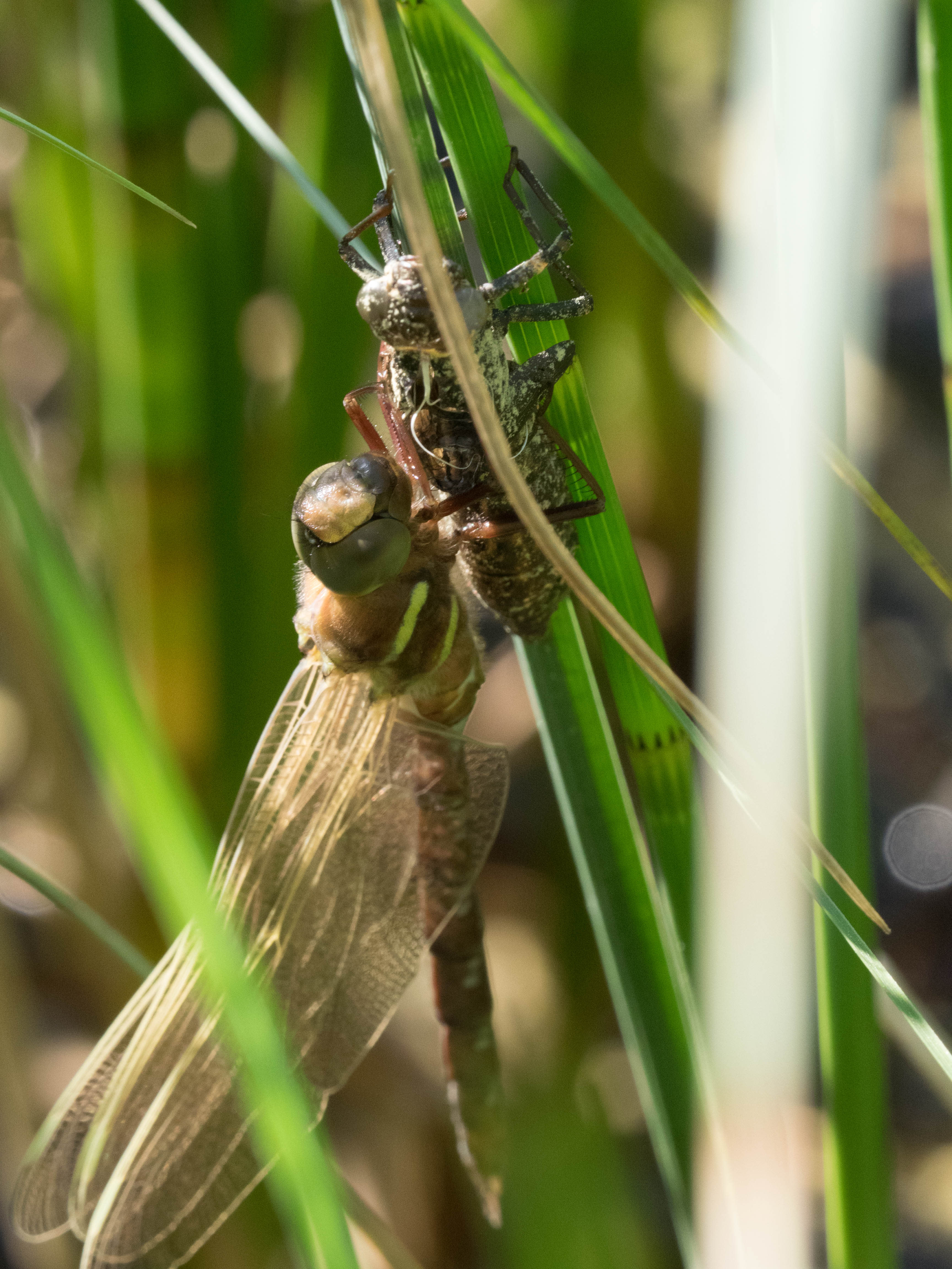 Image from Aeshna grandis album