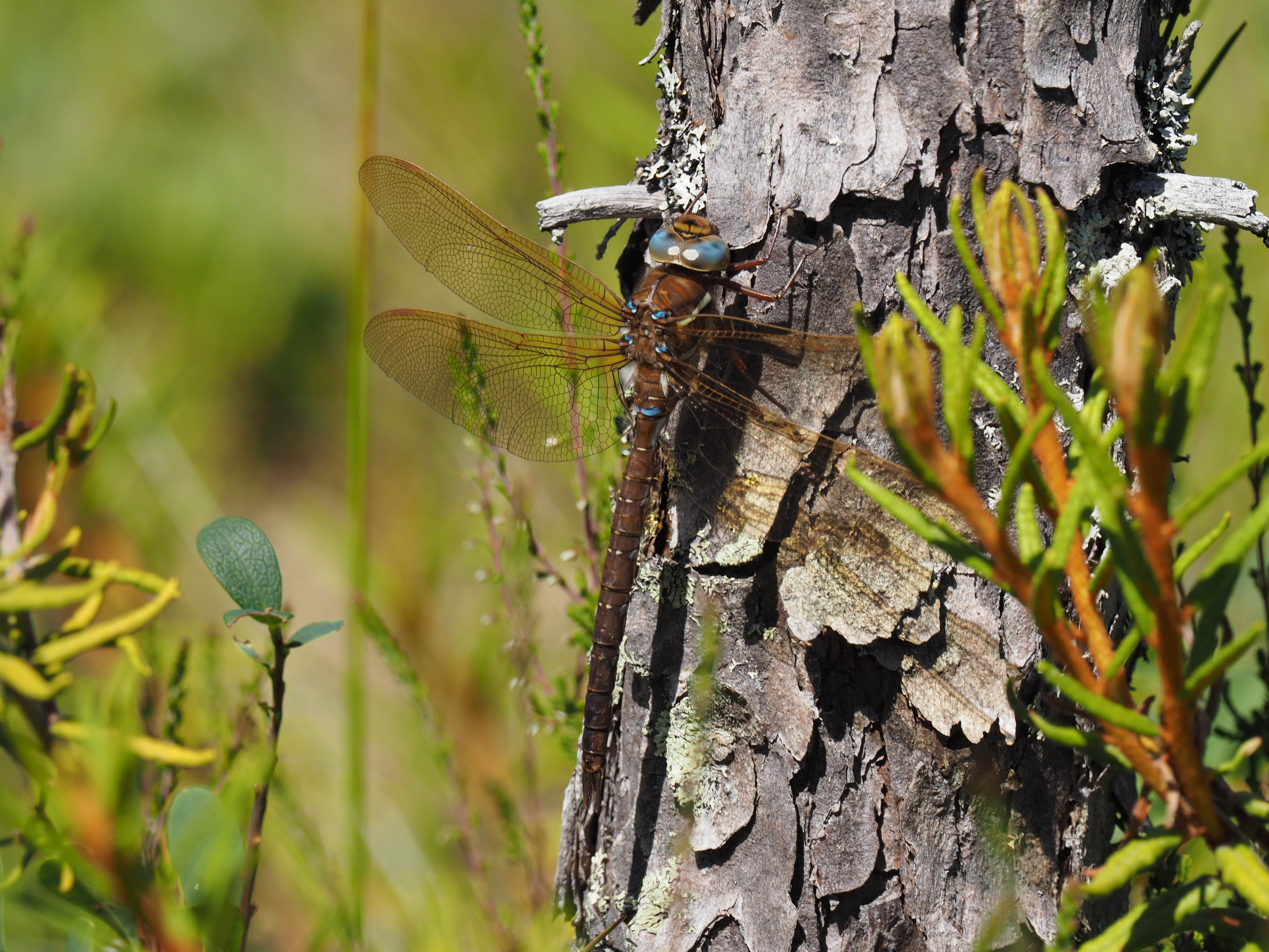 Image from Aeshna grandis album