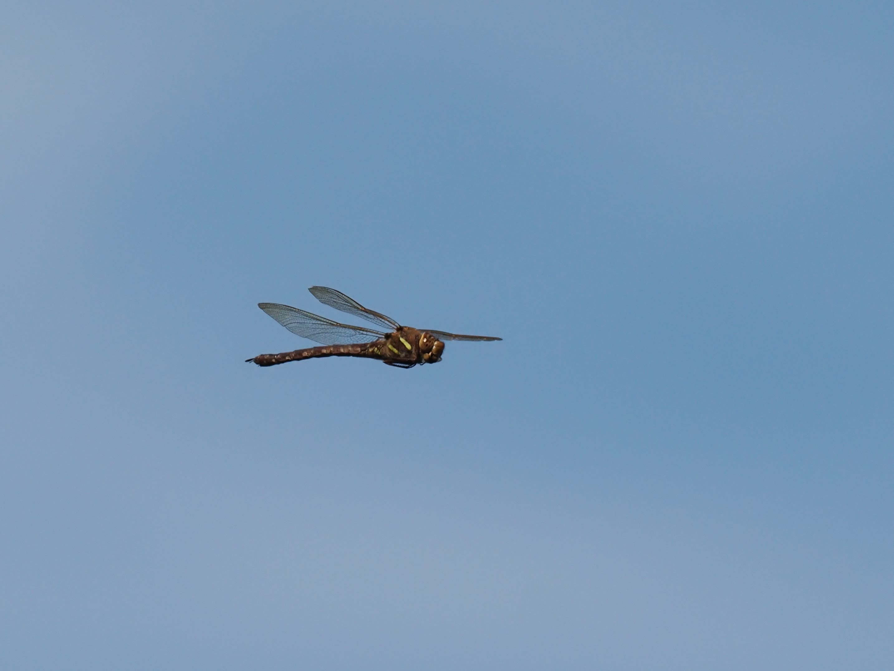 Image from Aeshna grandis album