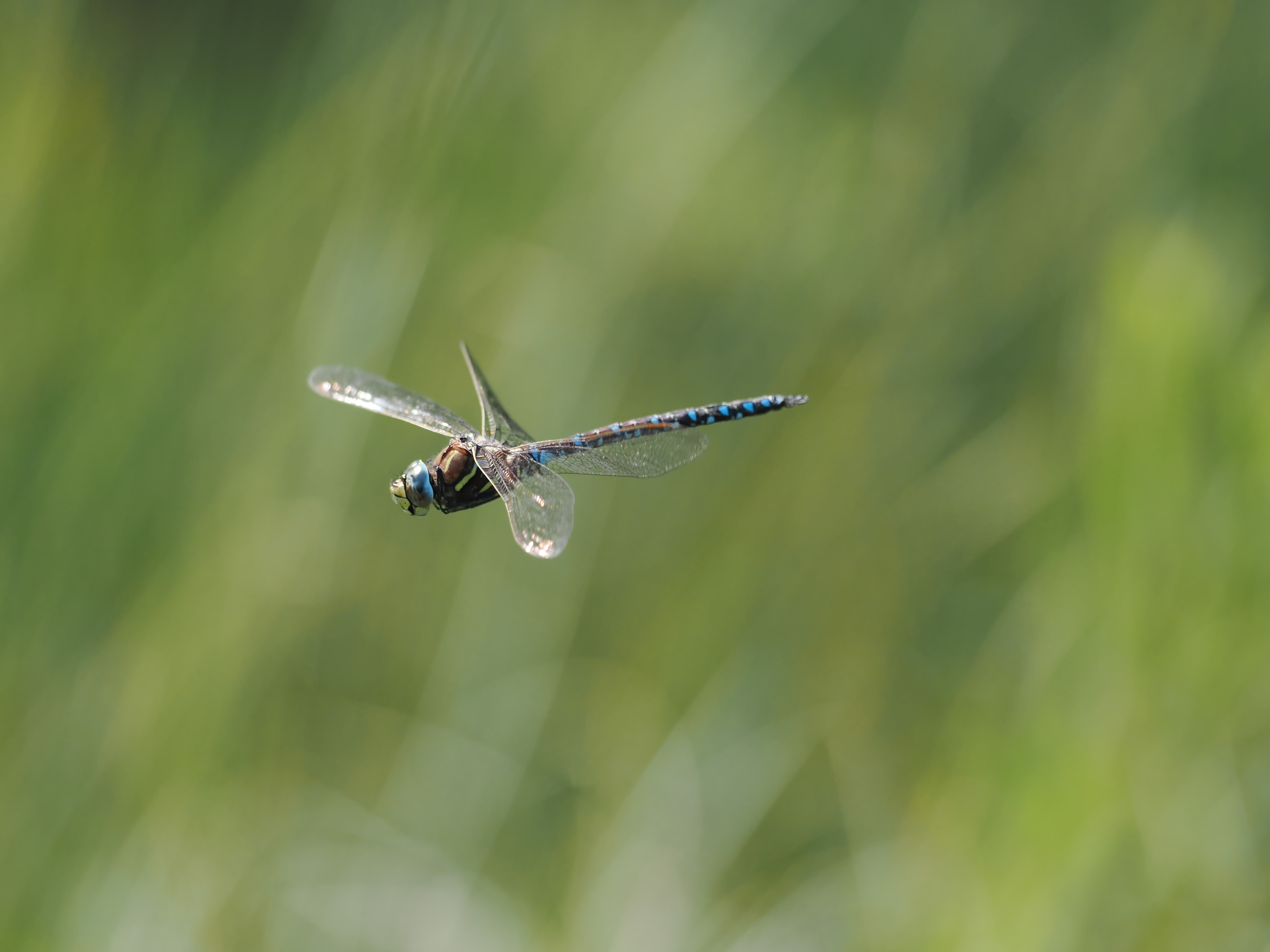 Image from Aeshna juncea album