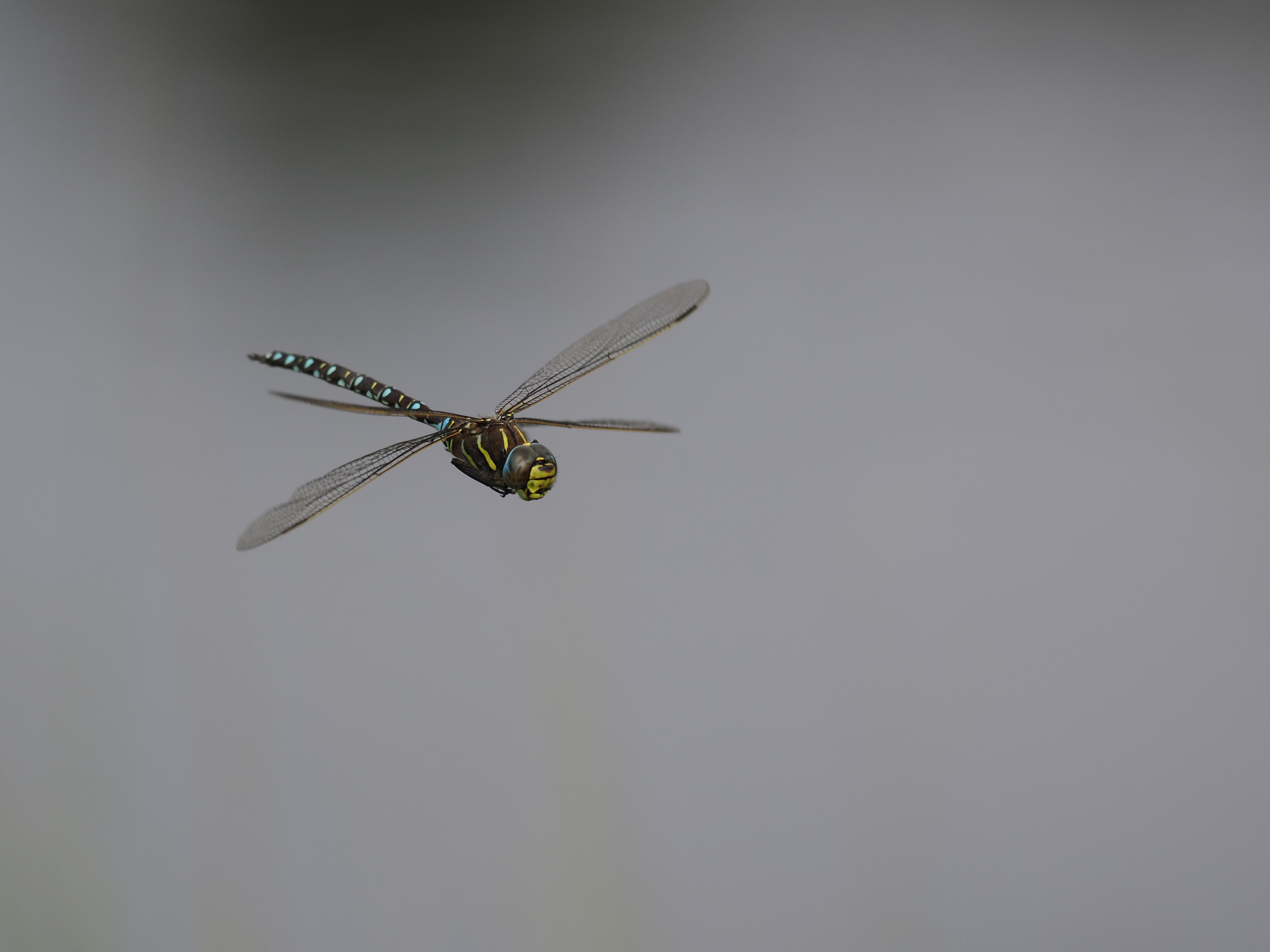 Image from Aeshna juncea album