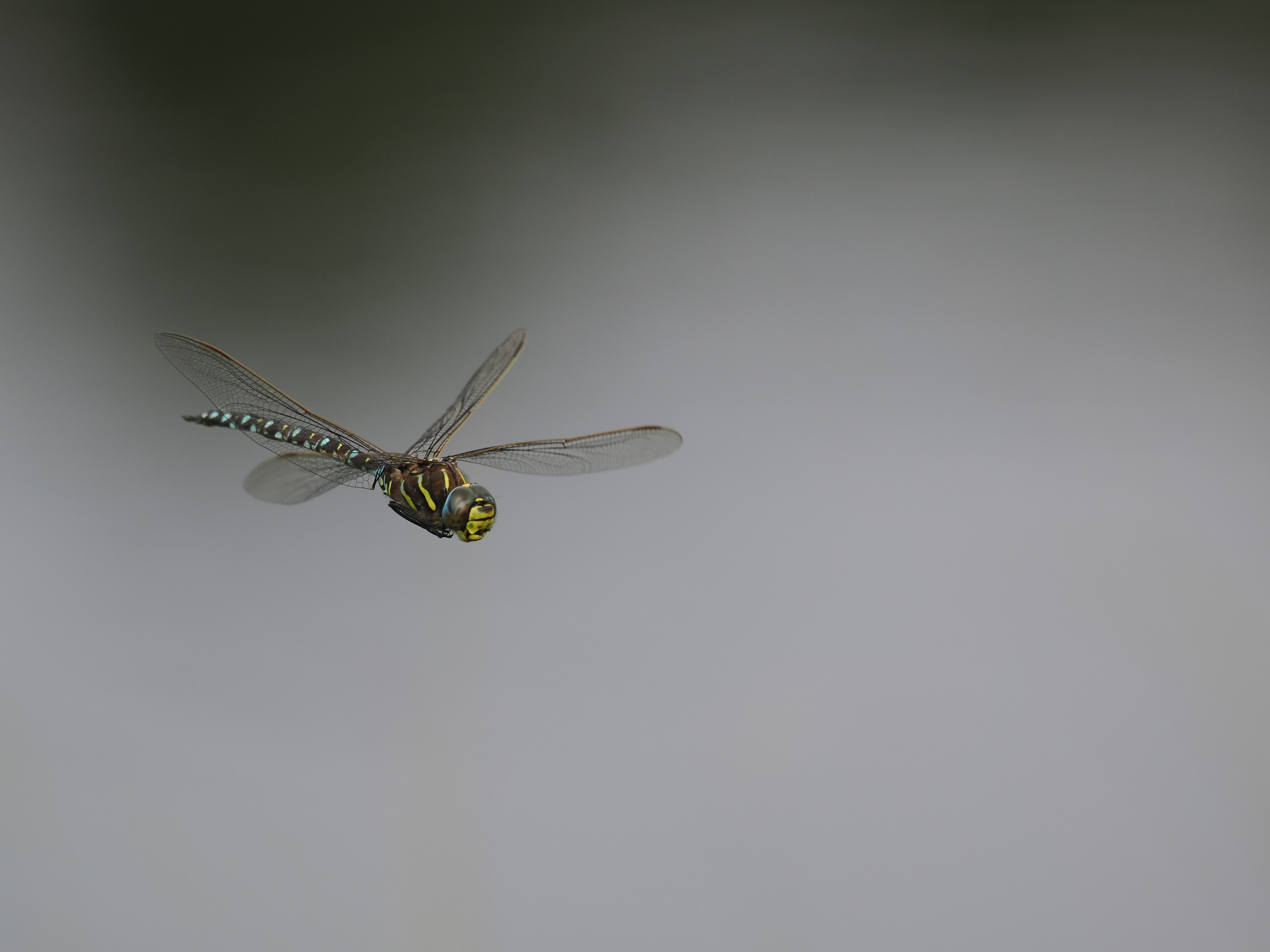 Image from Aeshna juncea album