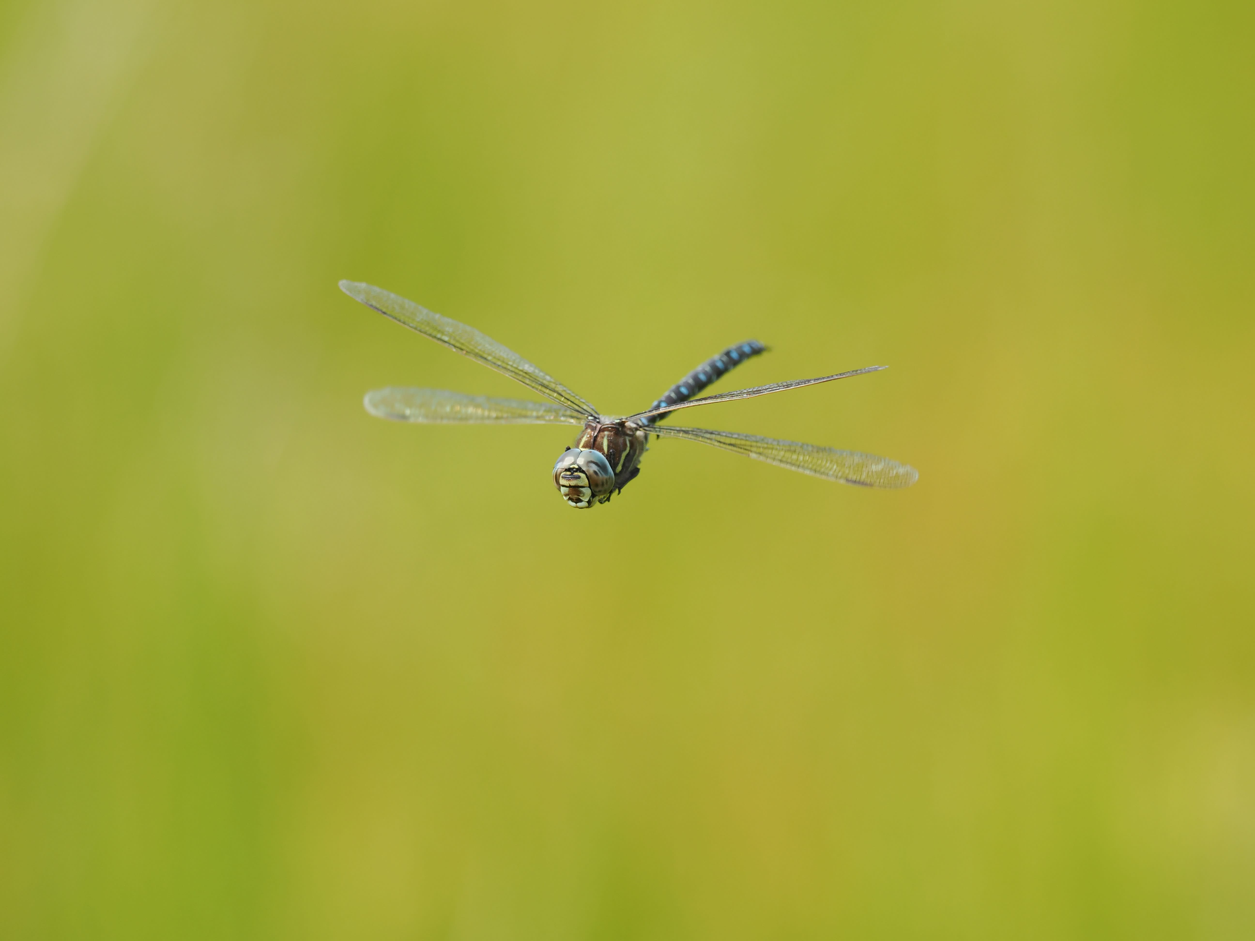 Image from Aeshna juncea album