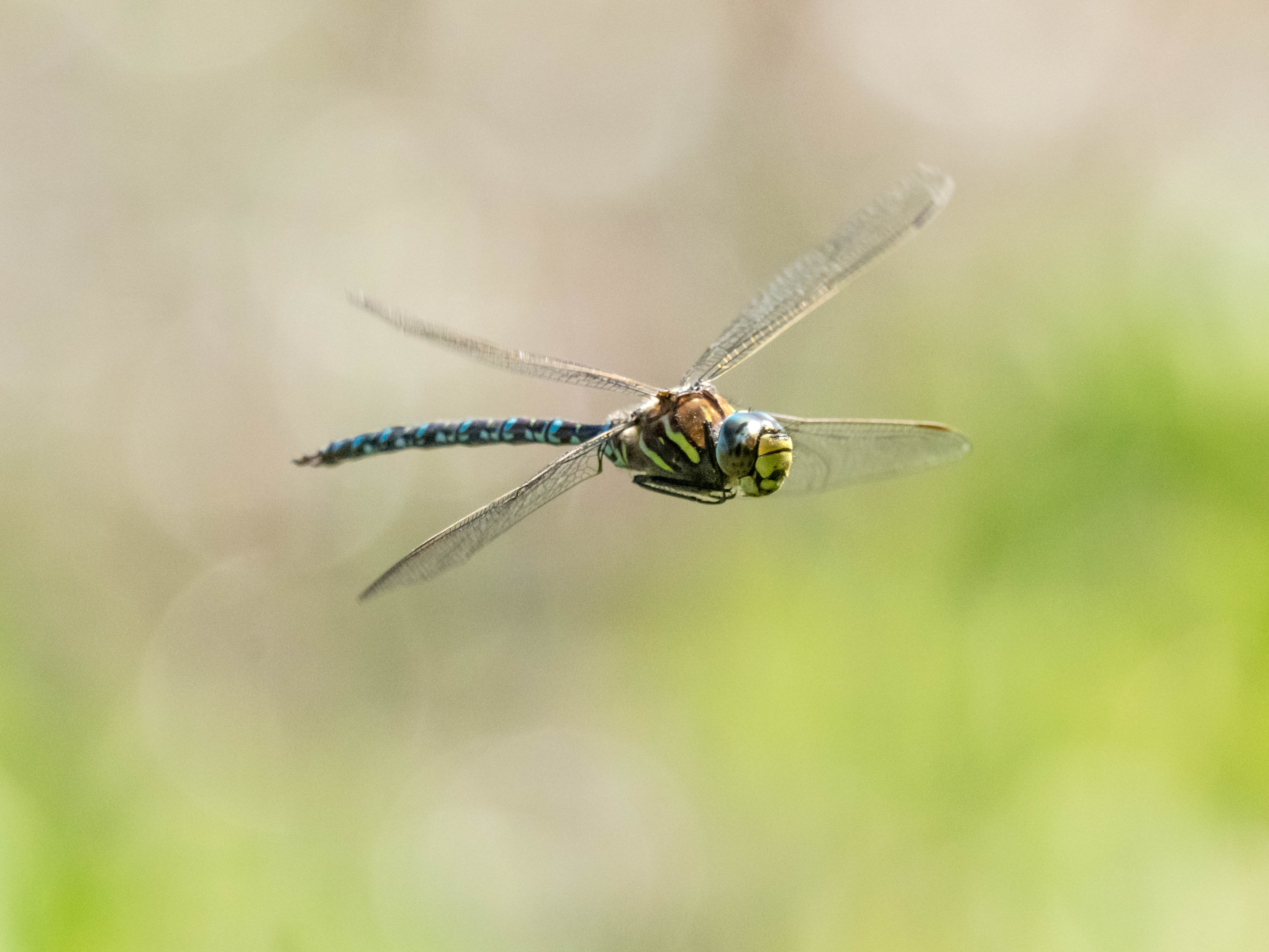 Image from Aeshna juncea album