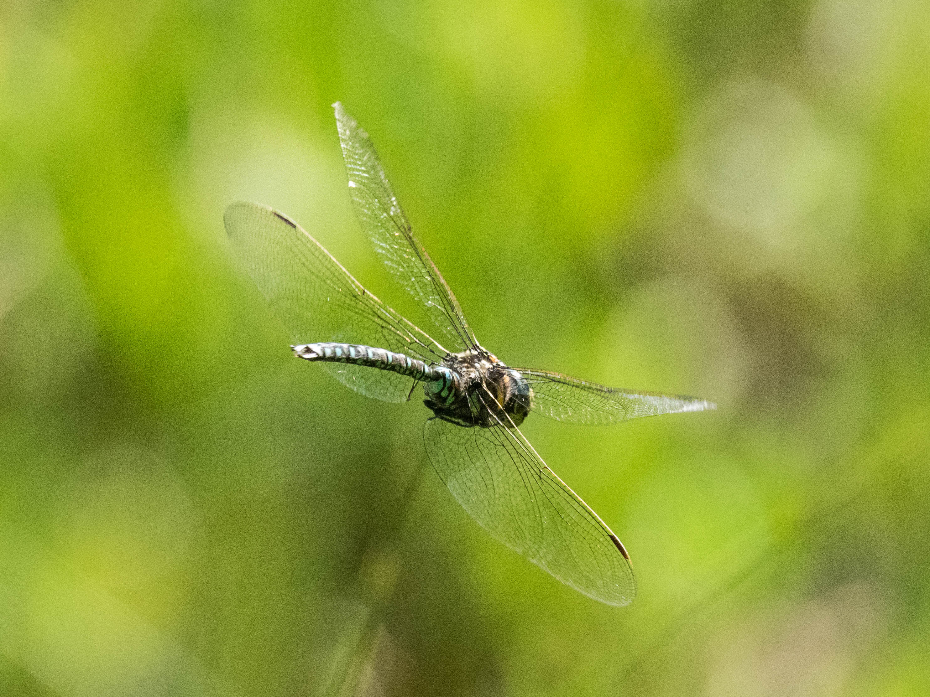 Image from Aeshna juncea album