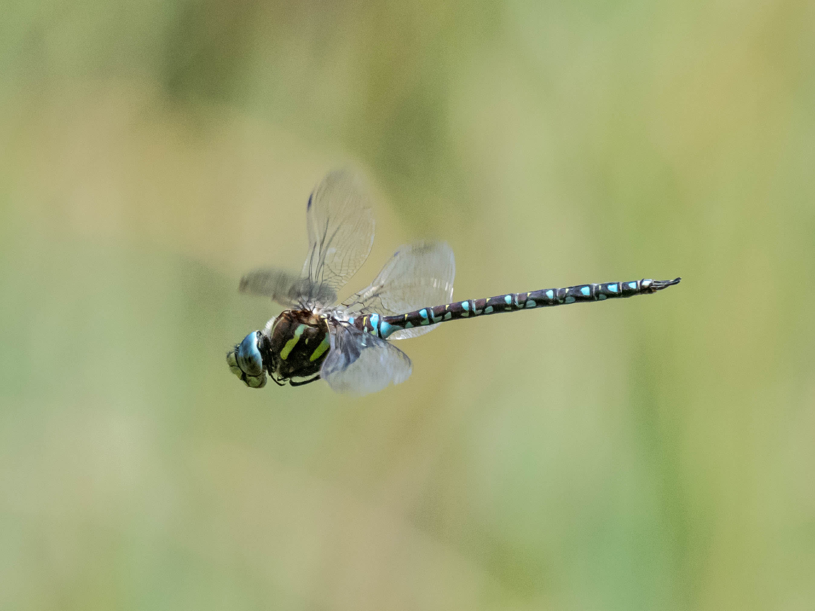 Image from Aeshna juncea album