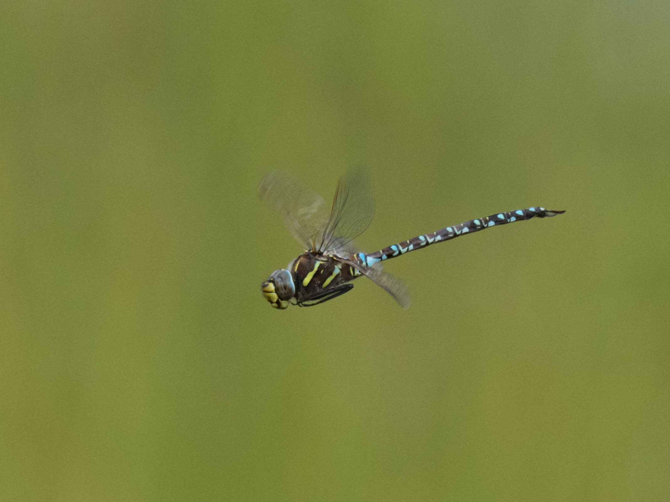 Image from Aeshna juncea album