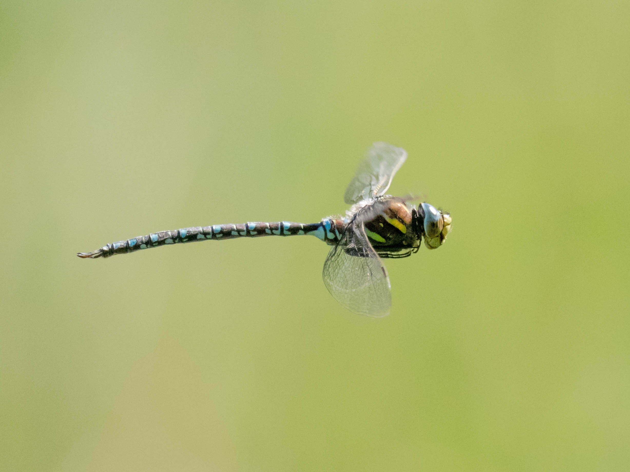 Image from Aeshna juncea album