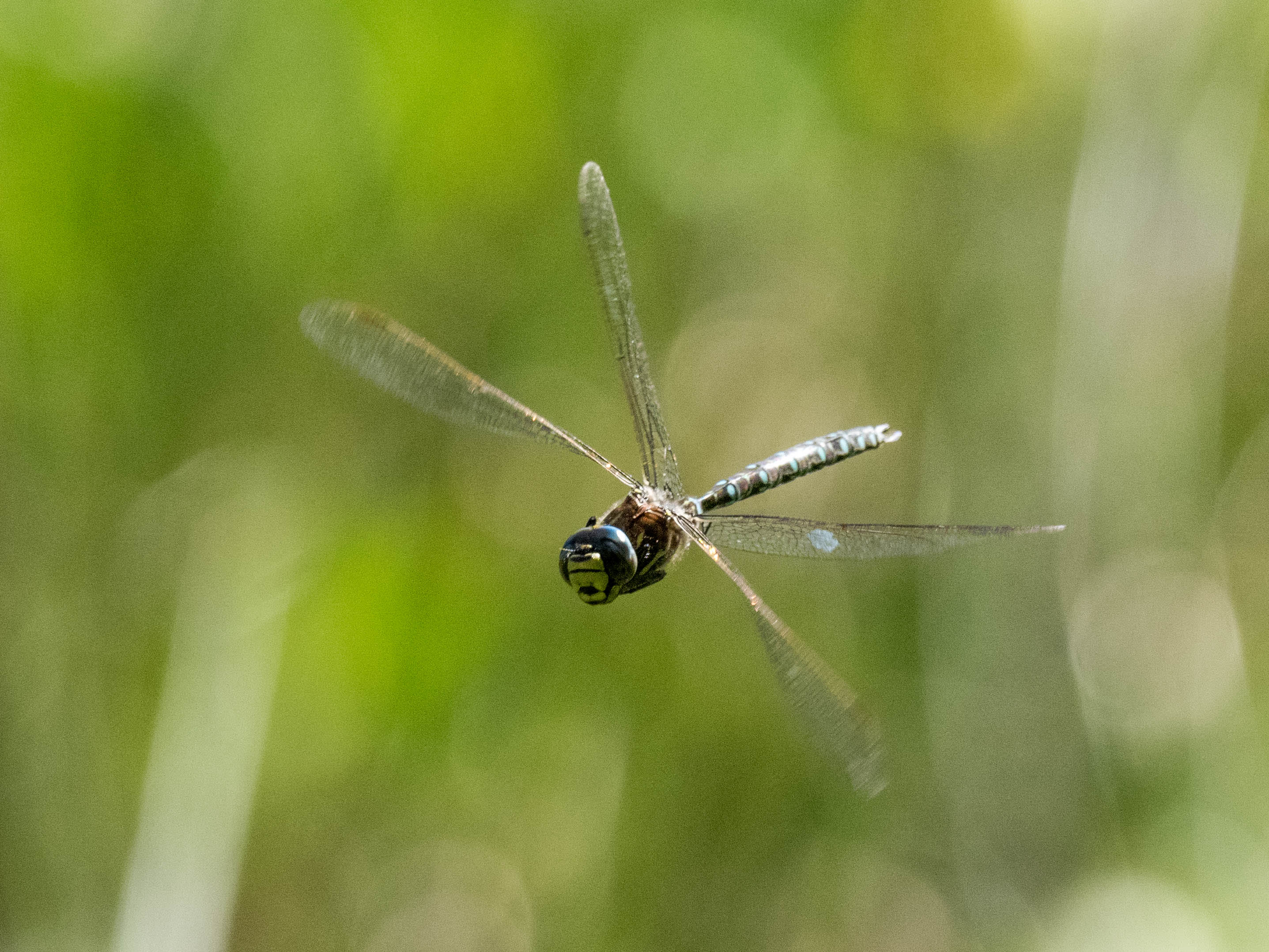 Image from Aeshna juncea album