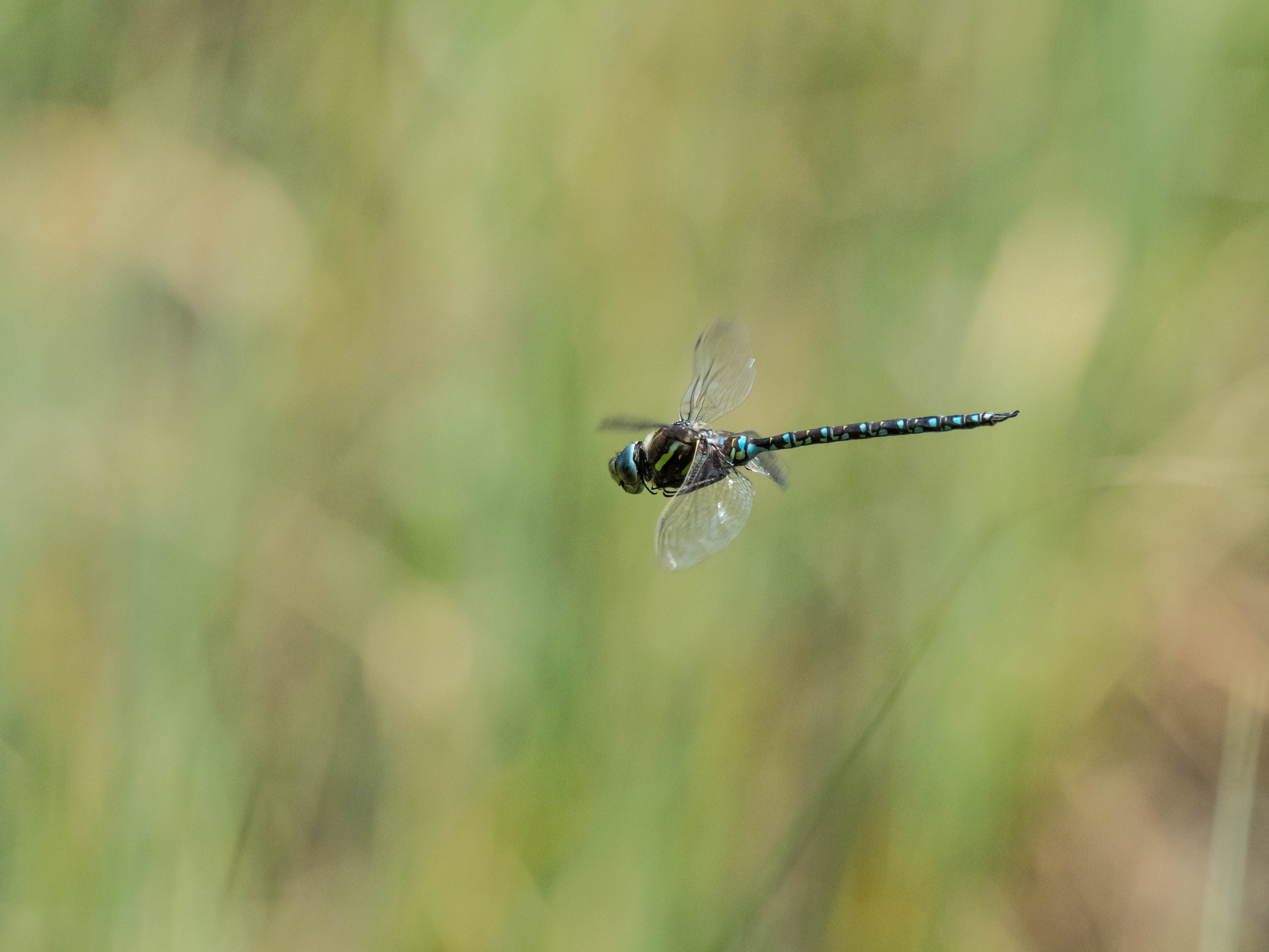 Image from Aeshna juncea album