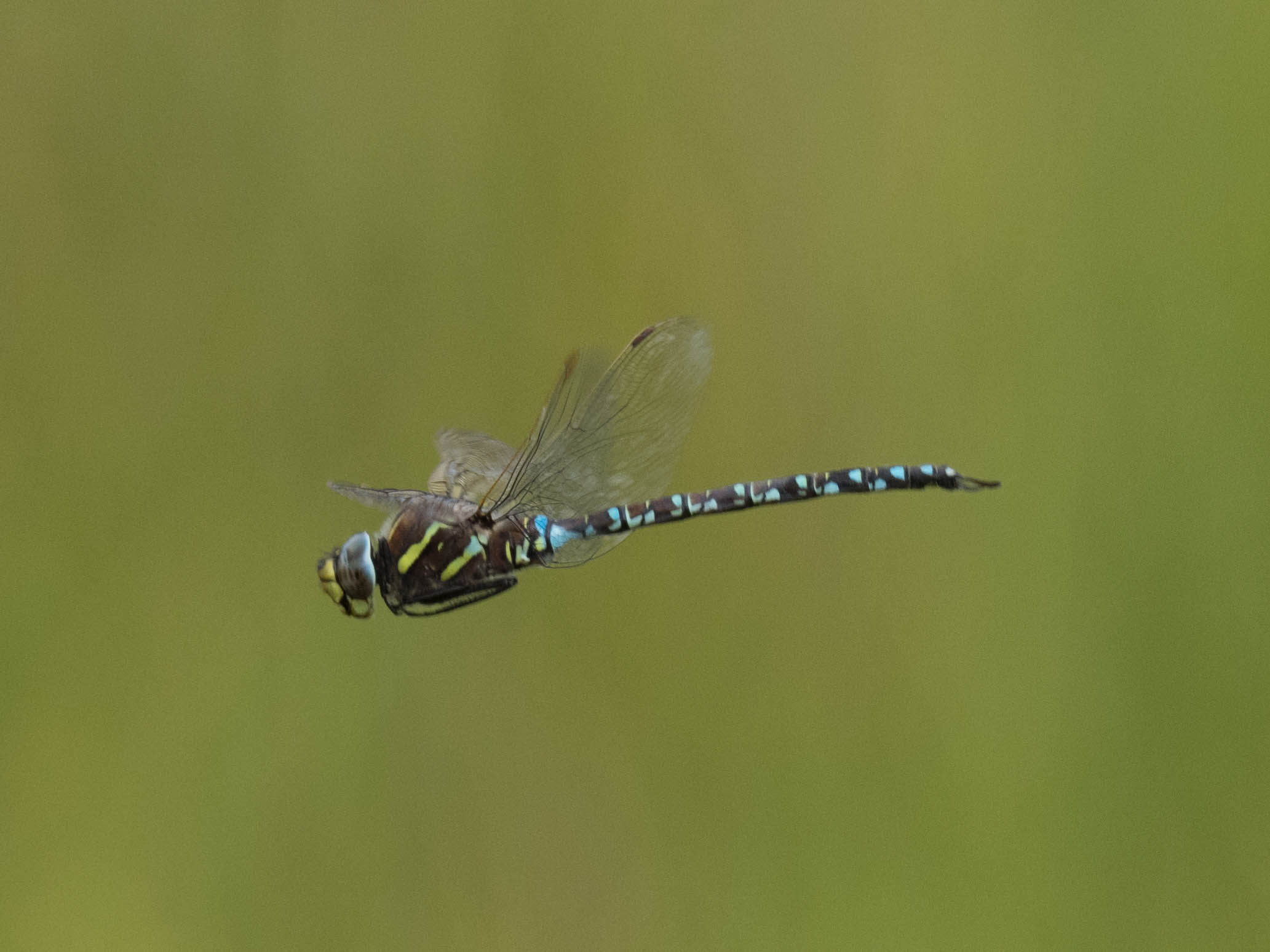 Image from Aeshna juncea album