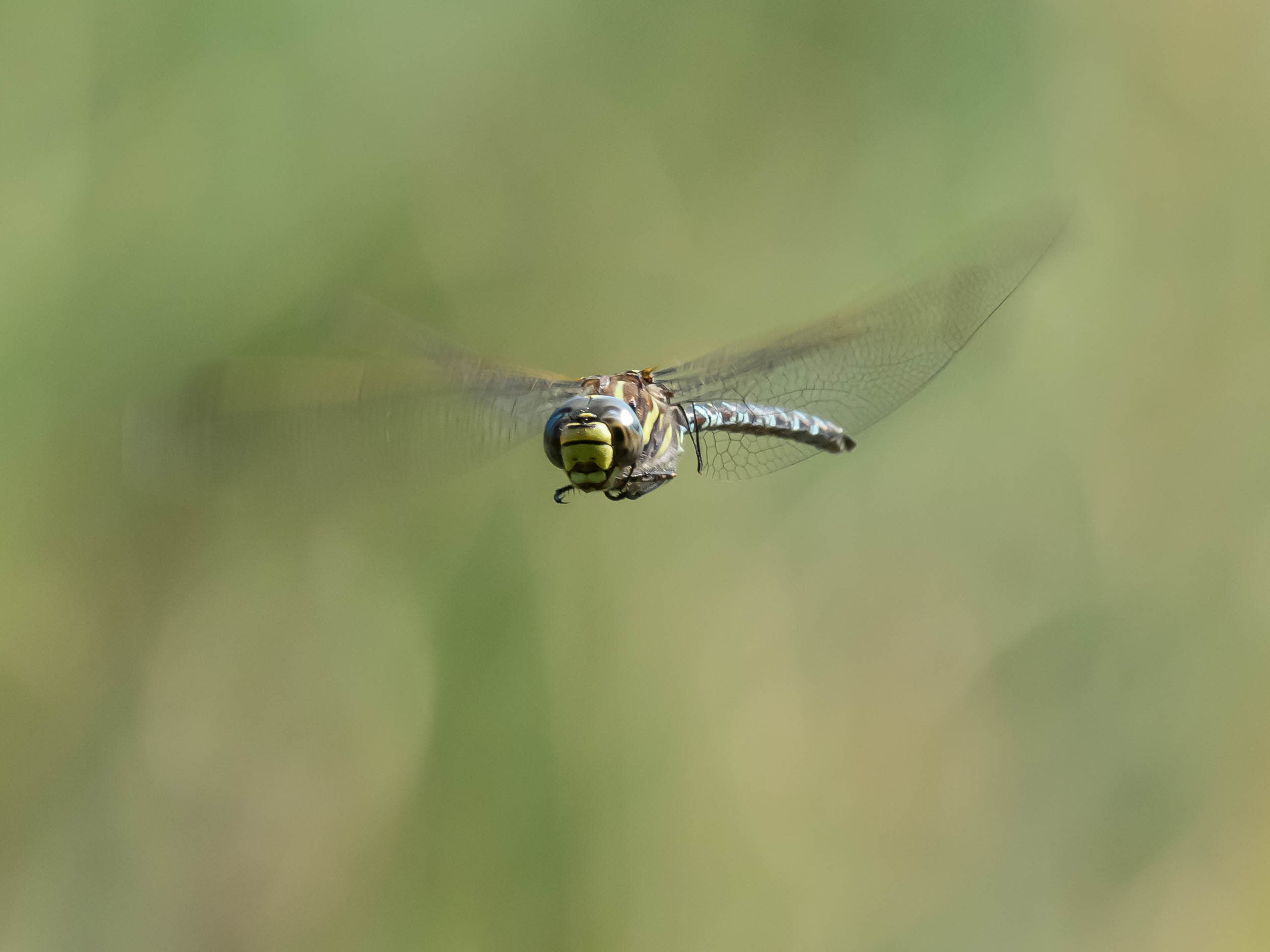 Image from Aeshna juncea album