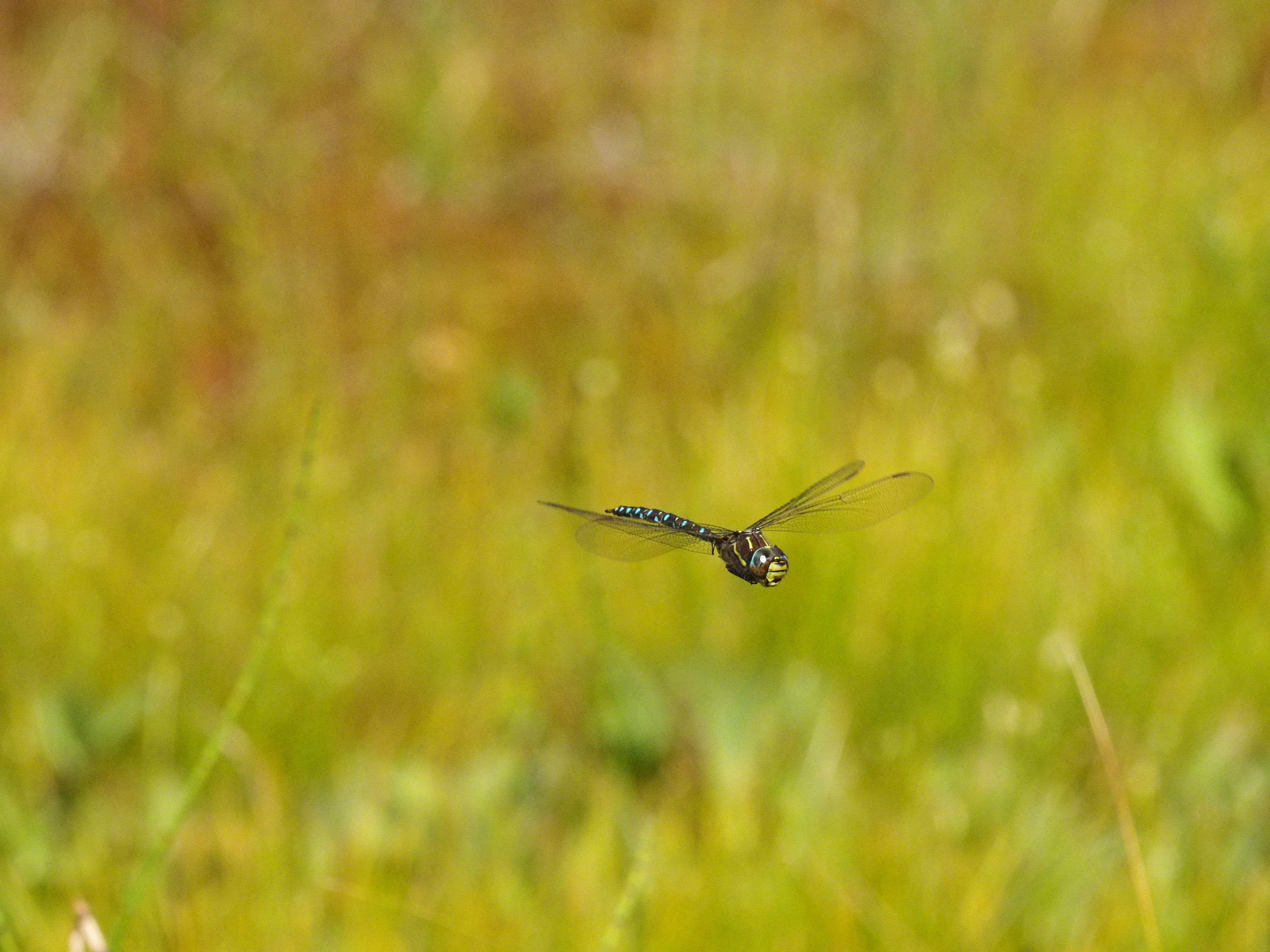 Image from Aeshna juncea album