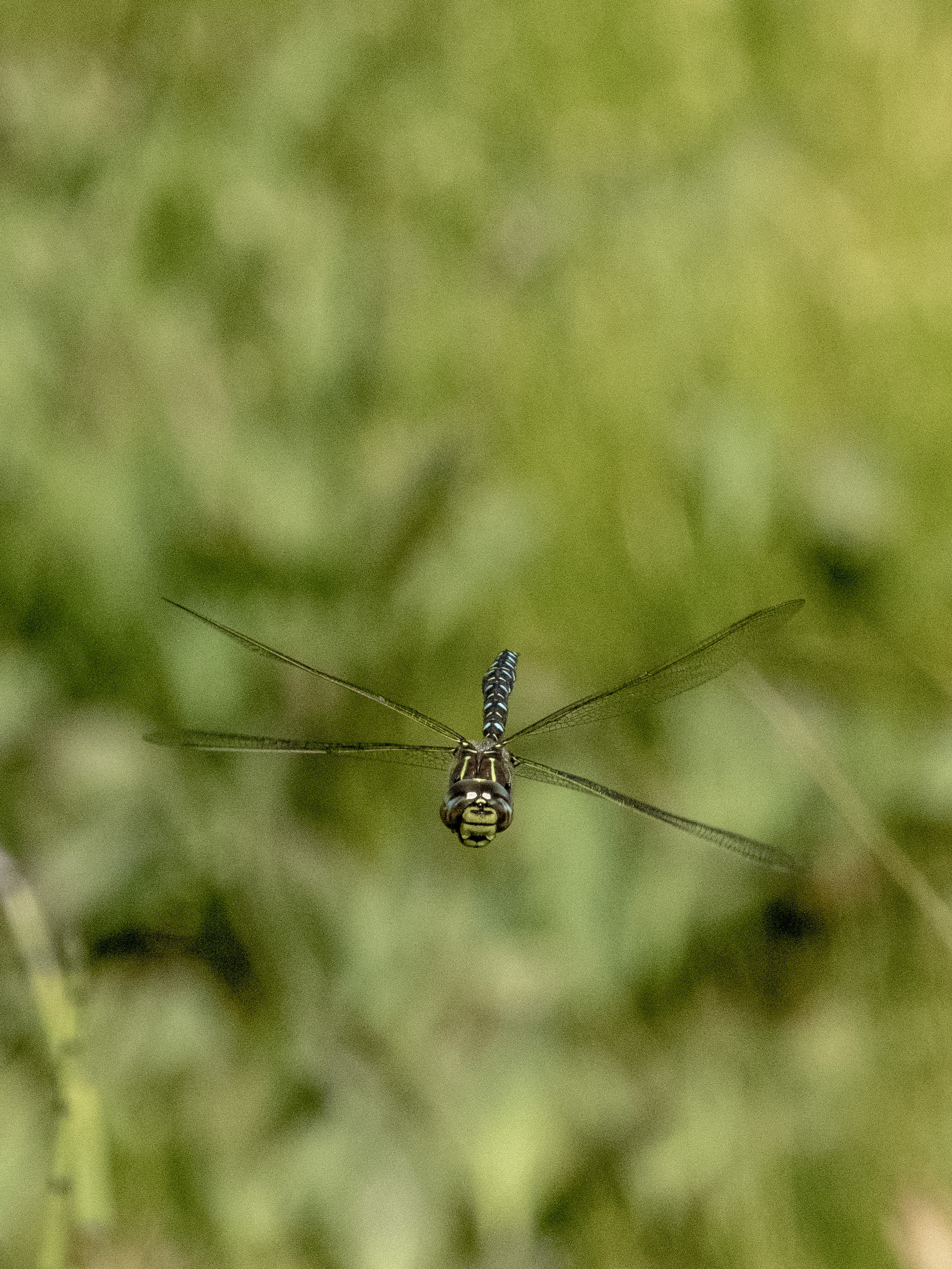 Image from Aeshna juncea album