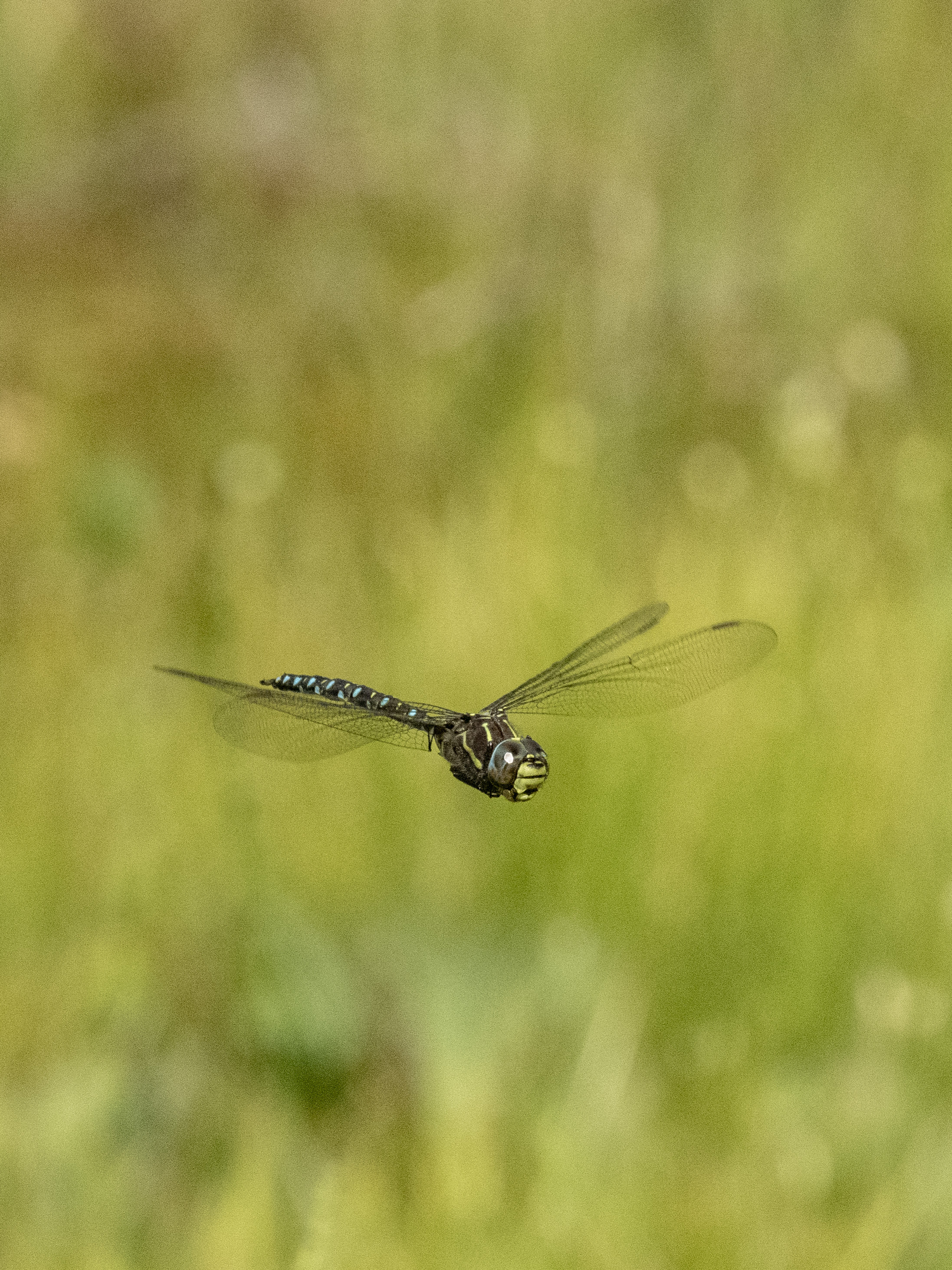 Image from Aeshna juncea album