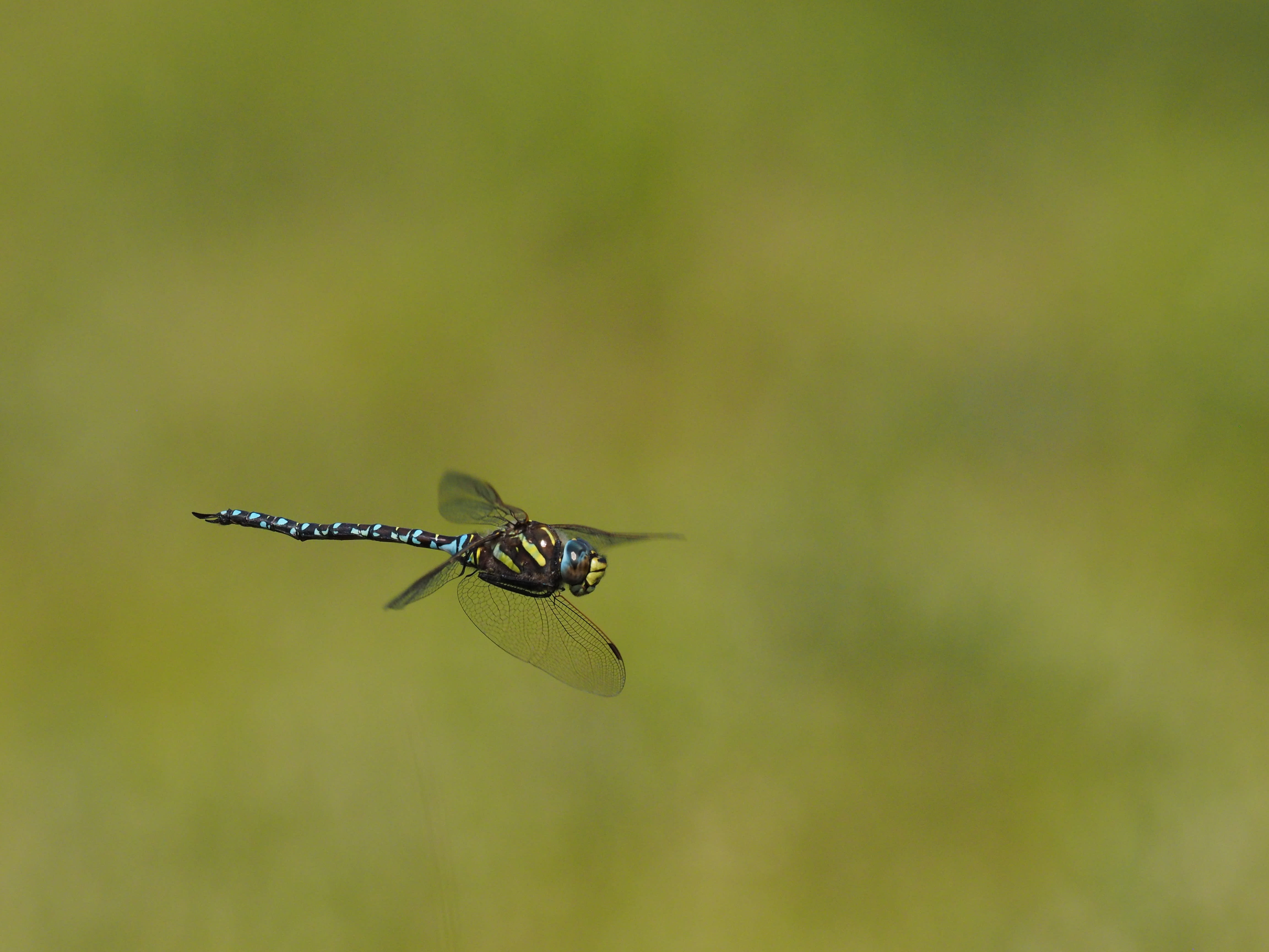 Image from Aeshna juncea album