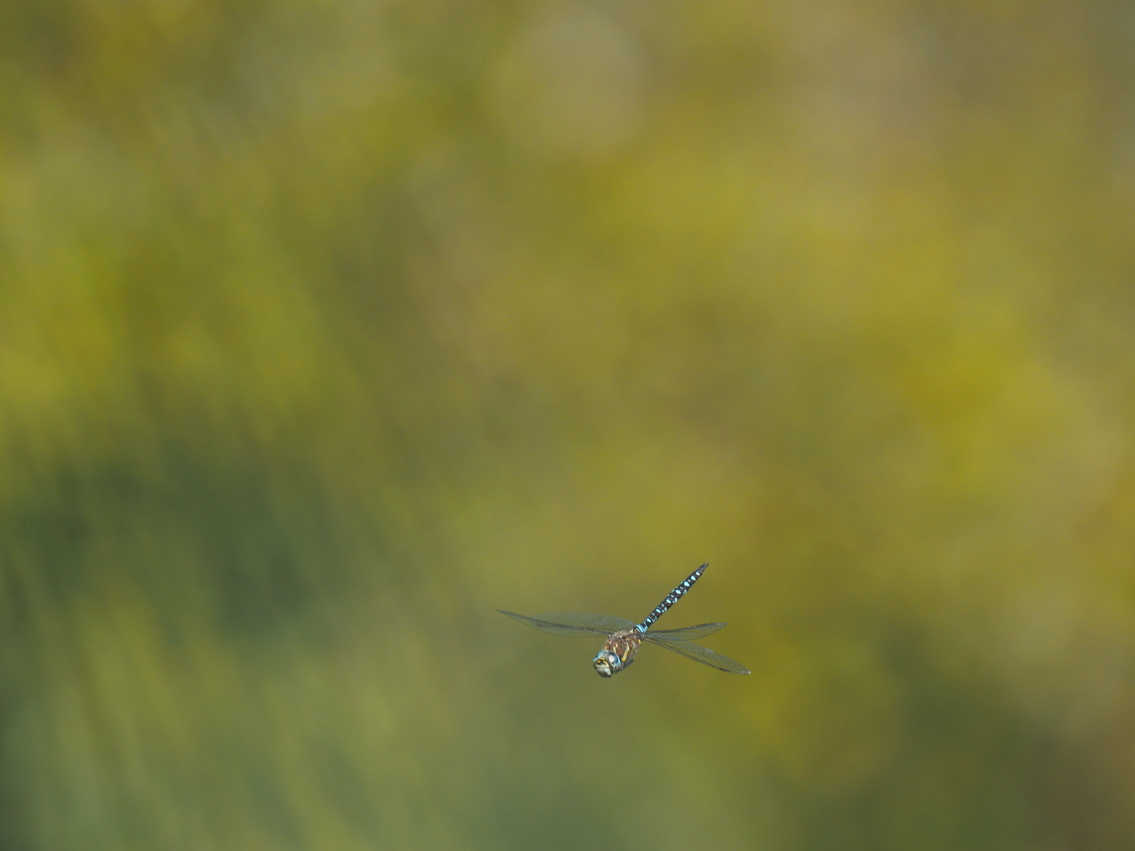 Image from Aeshna mixta album