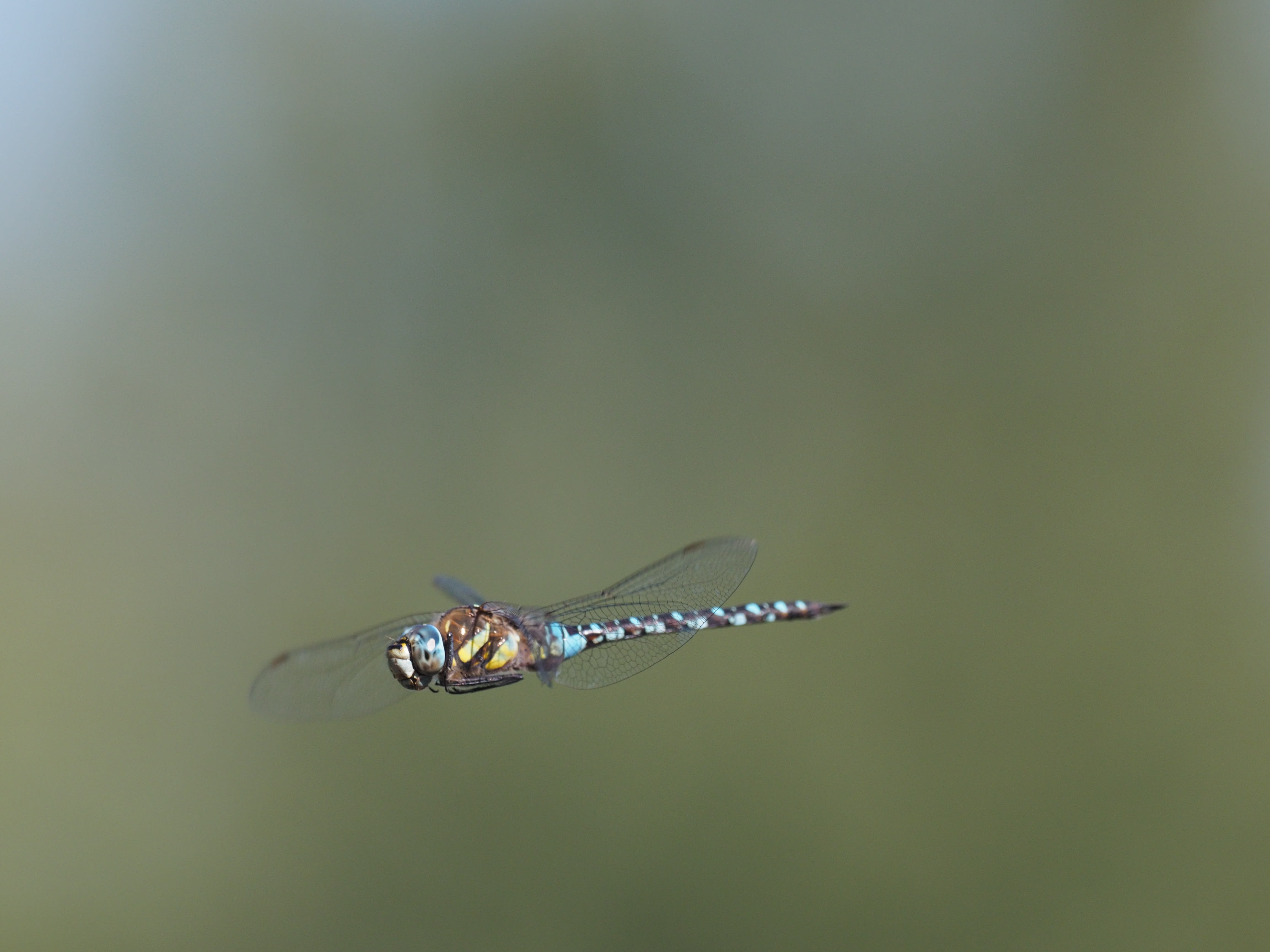 Image from Aeshna mixta album