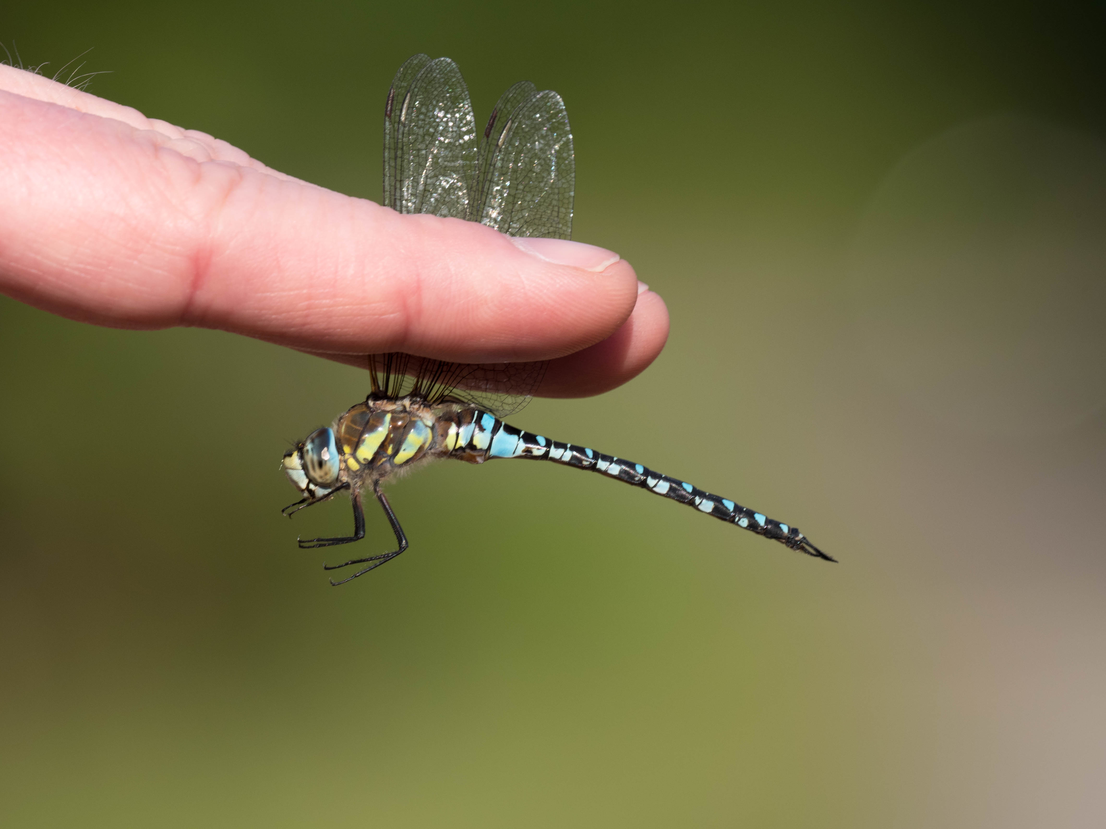 Image from Aeshna mixta album