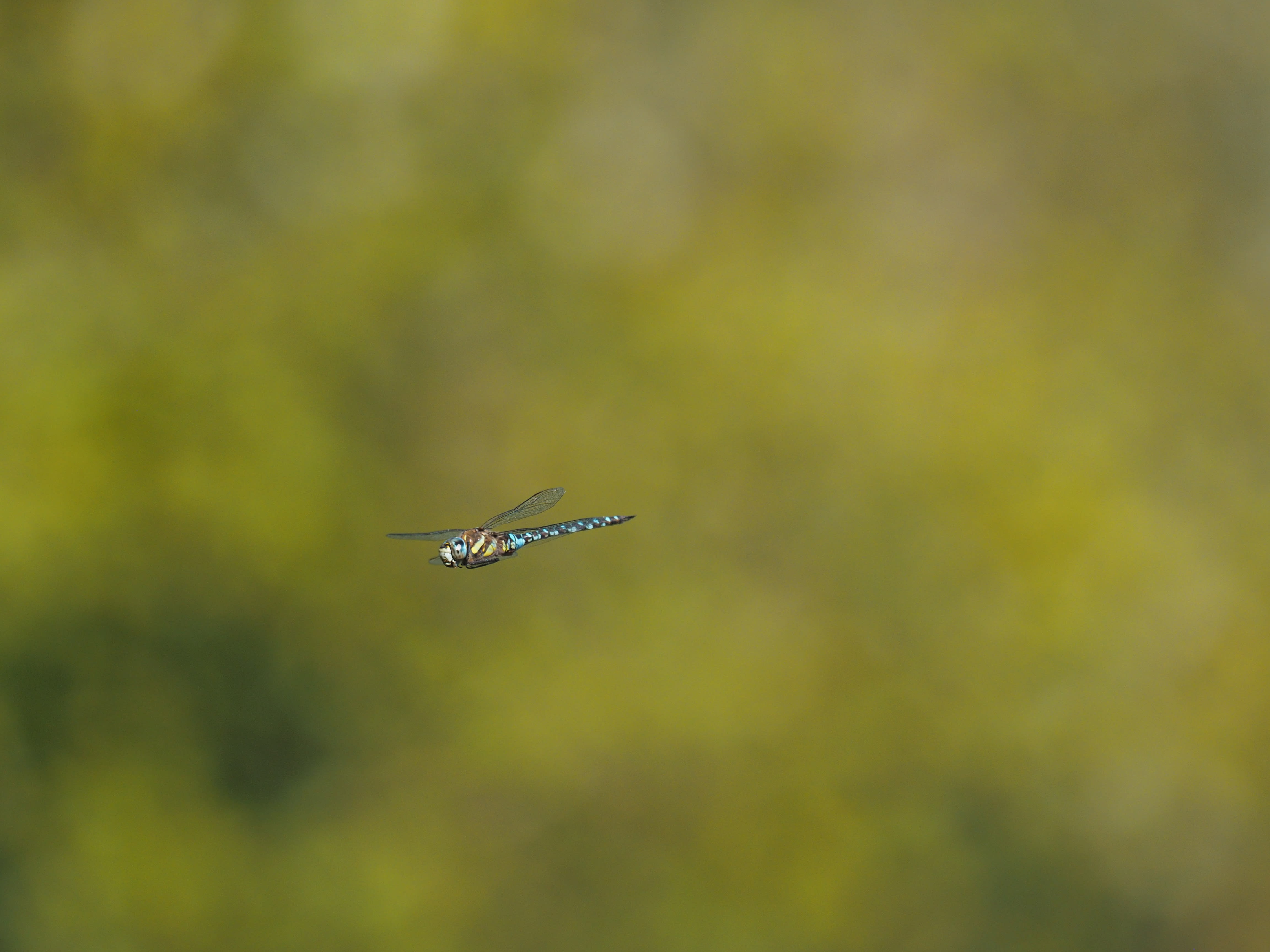 Image from Aeshna mixta album