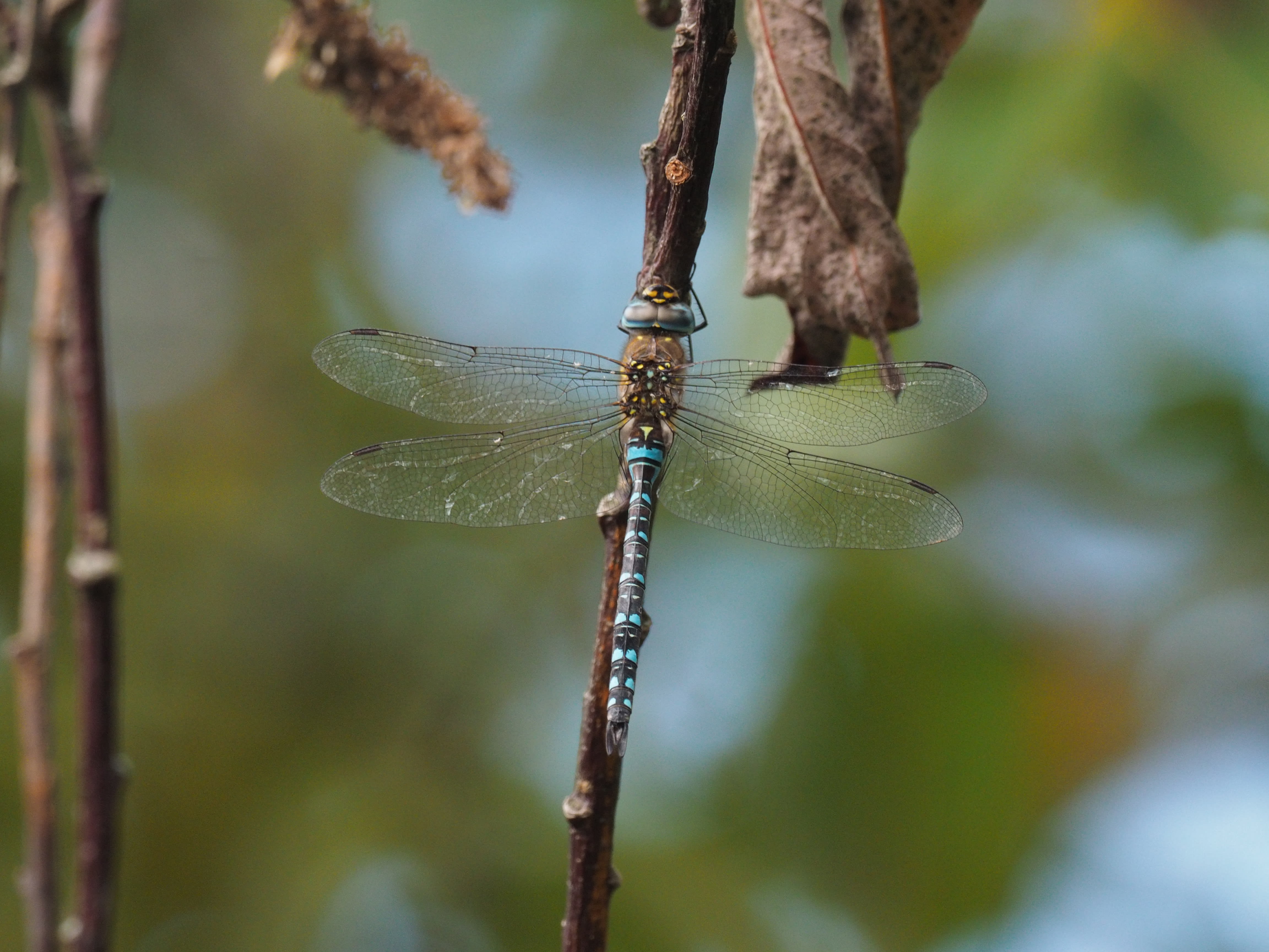 Image from Aeshna mixta album