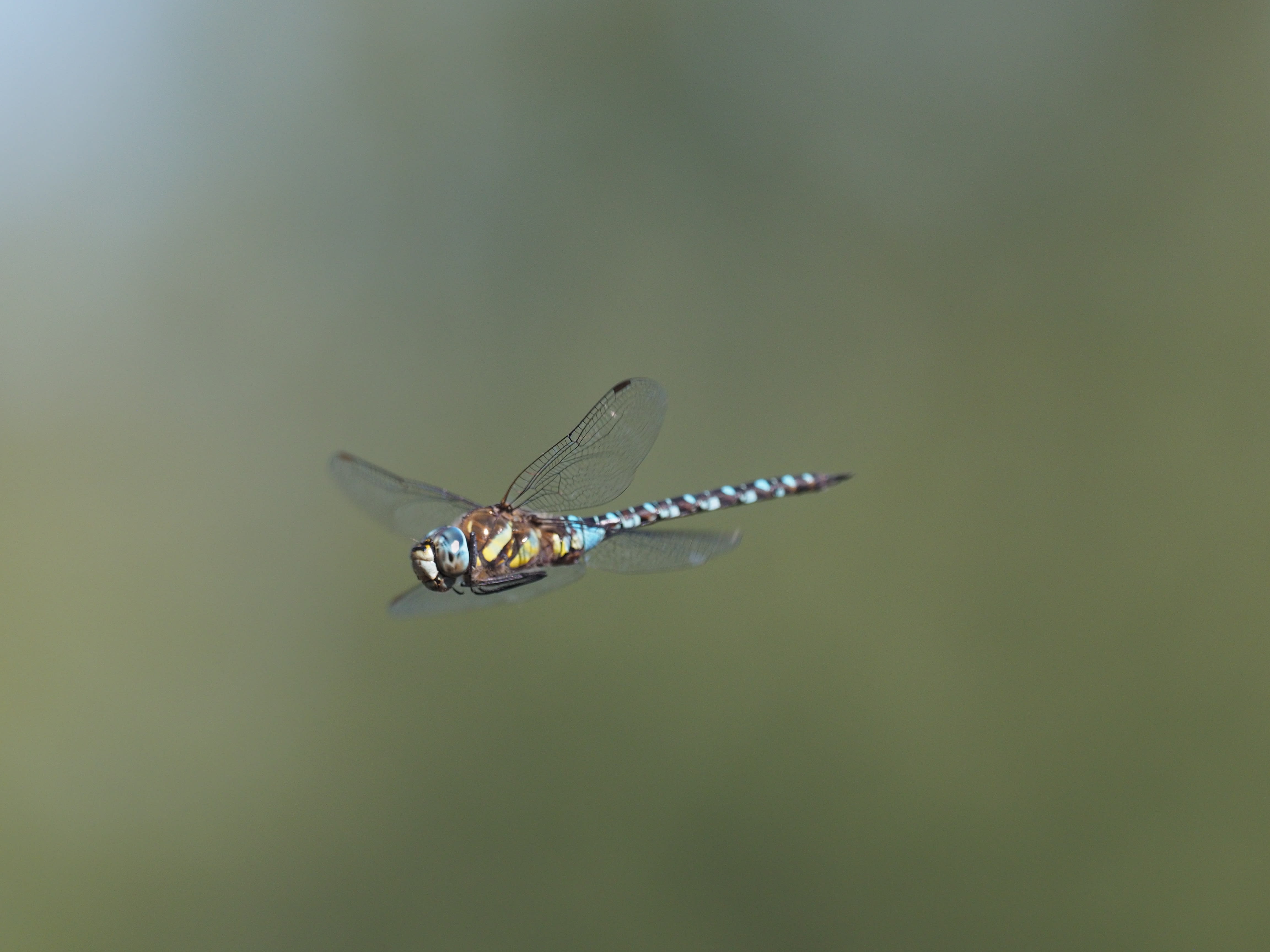 Image from Aeshna mixta album