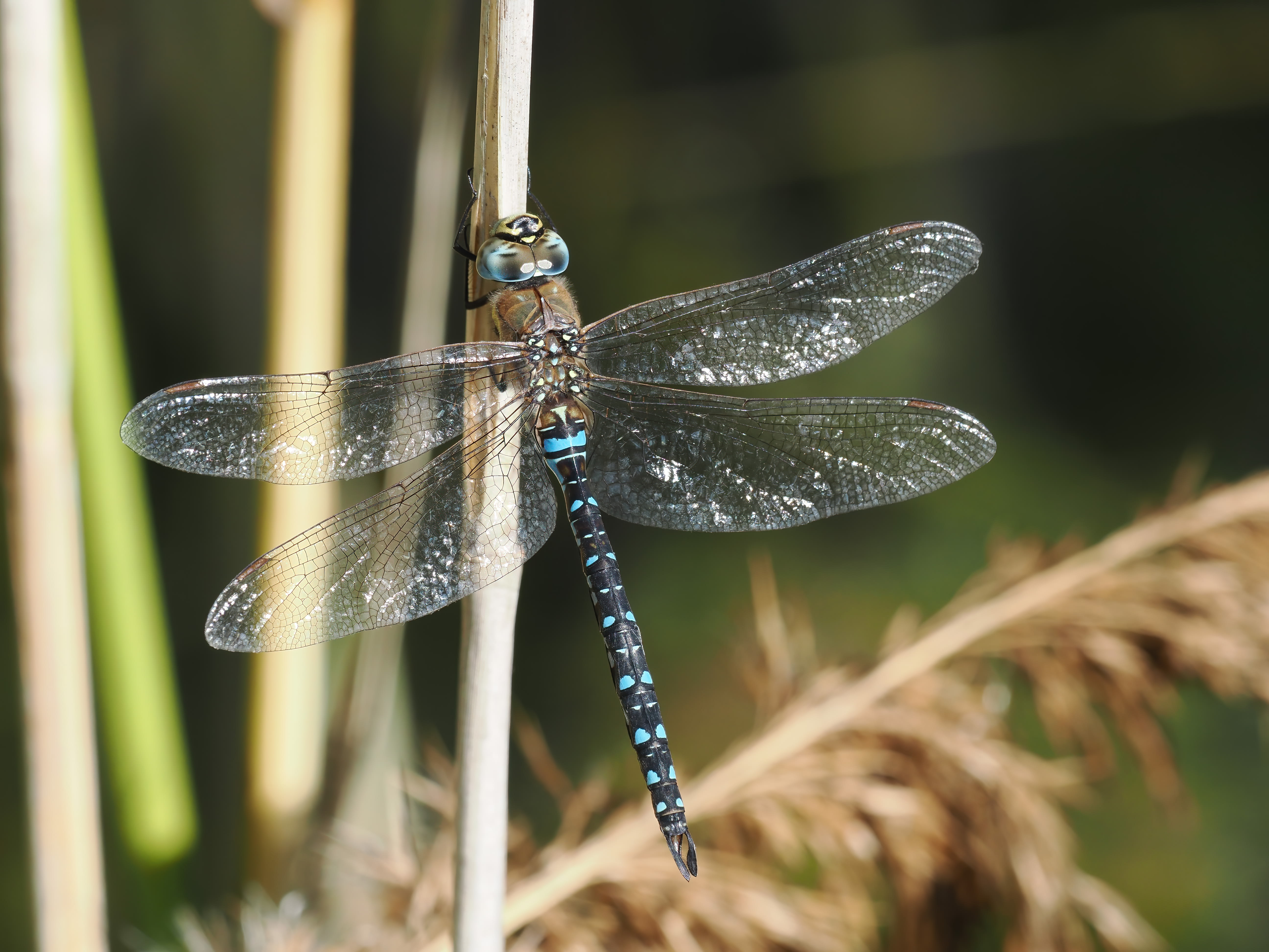 Image from Aeshna mixta album