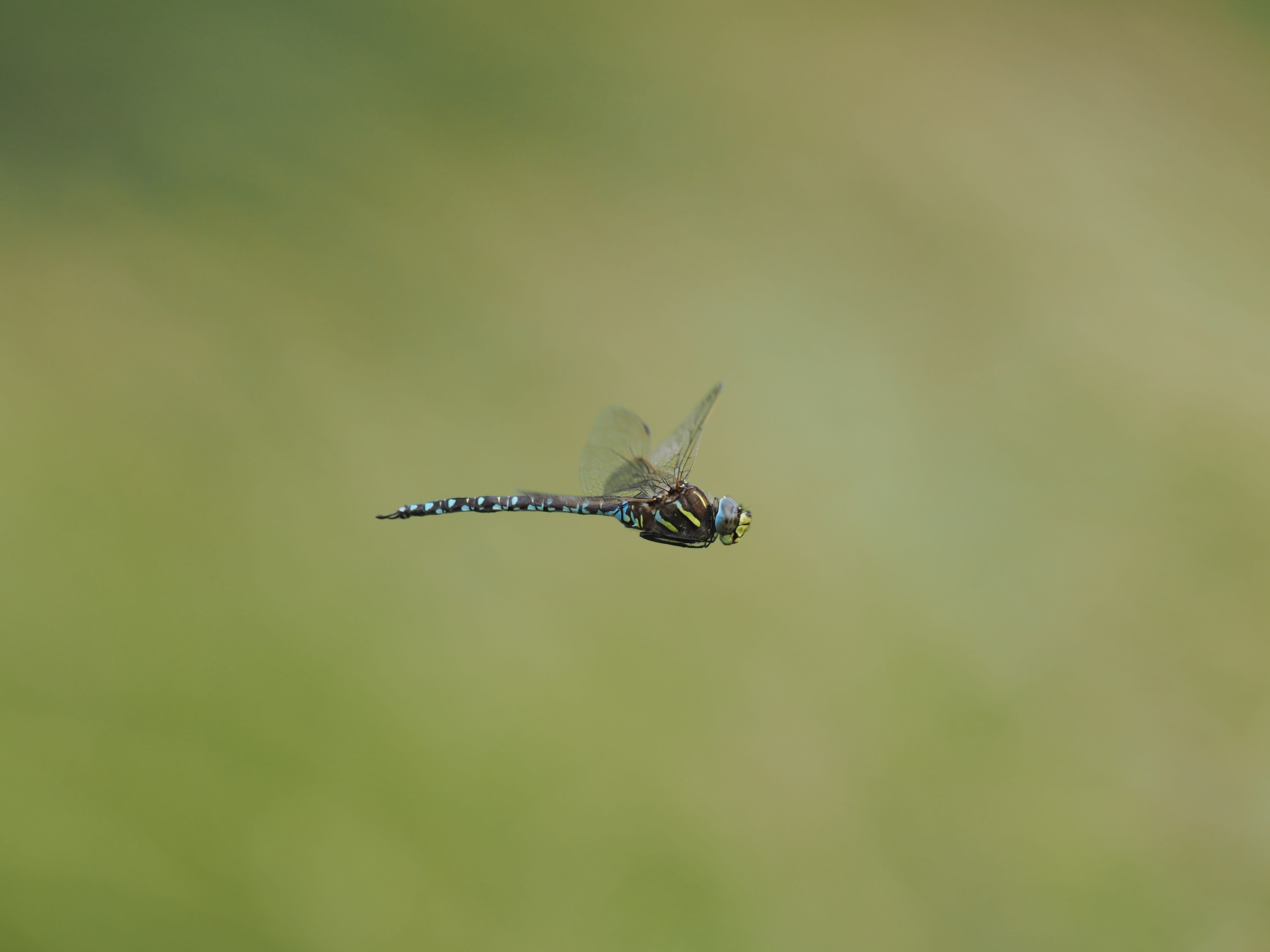 Image from Aeshna subarctica album