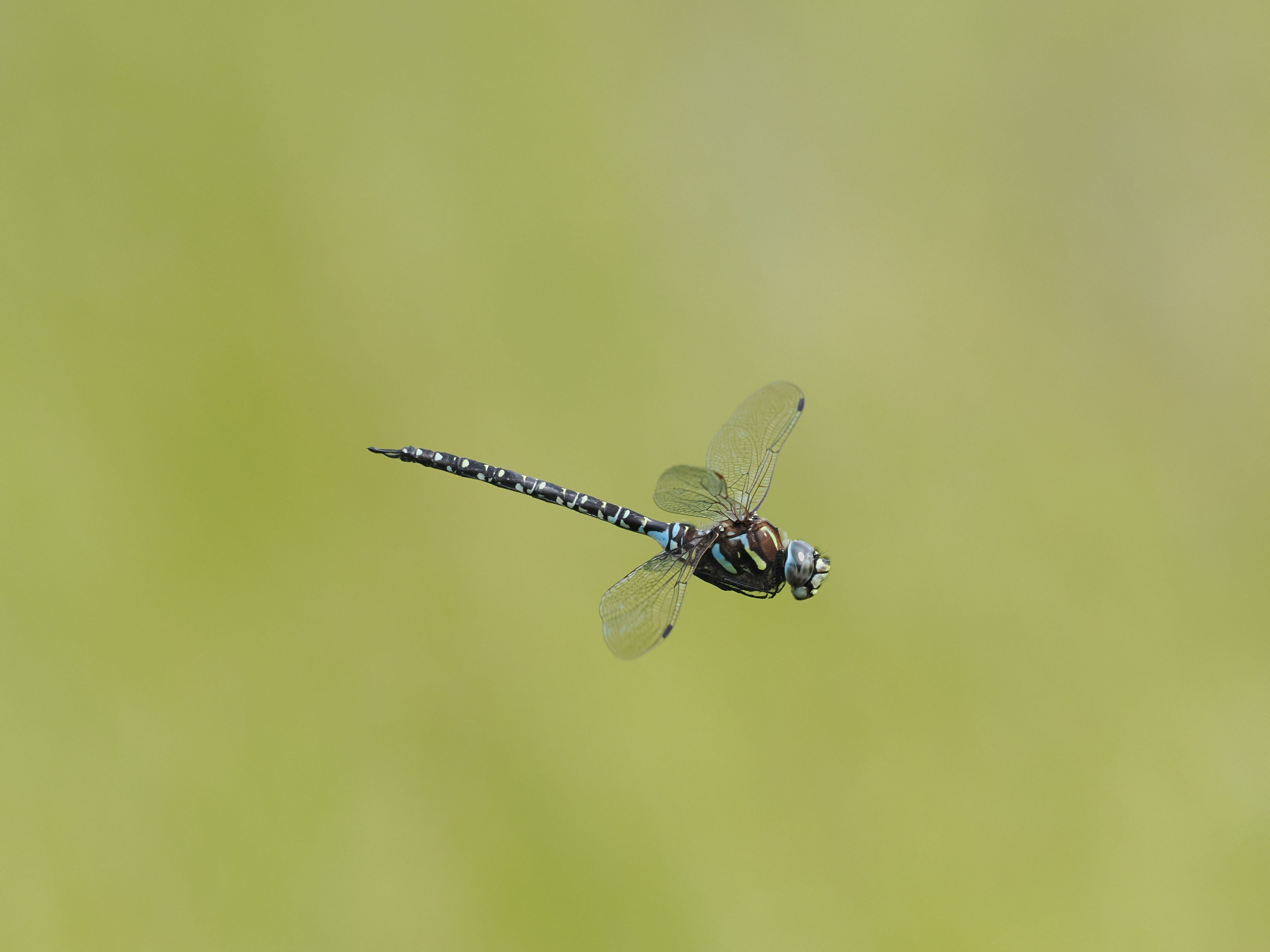 Image from Aeshna subarctica album