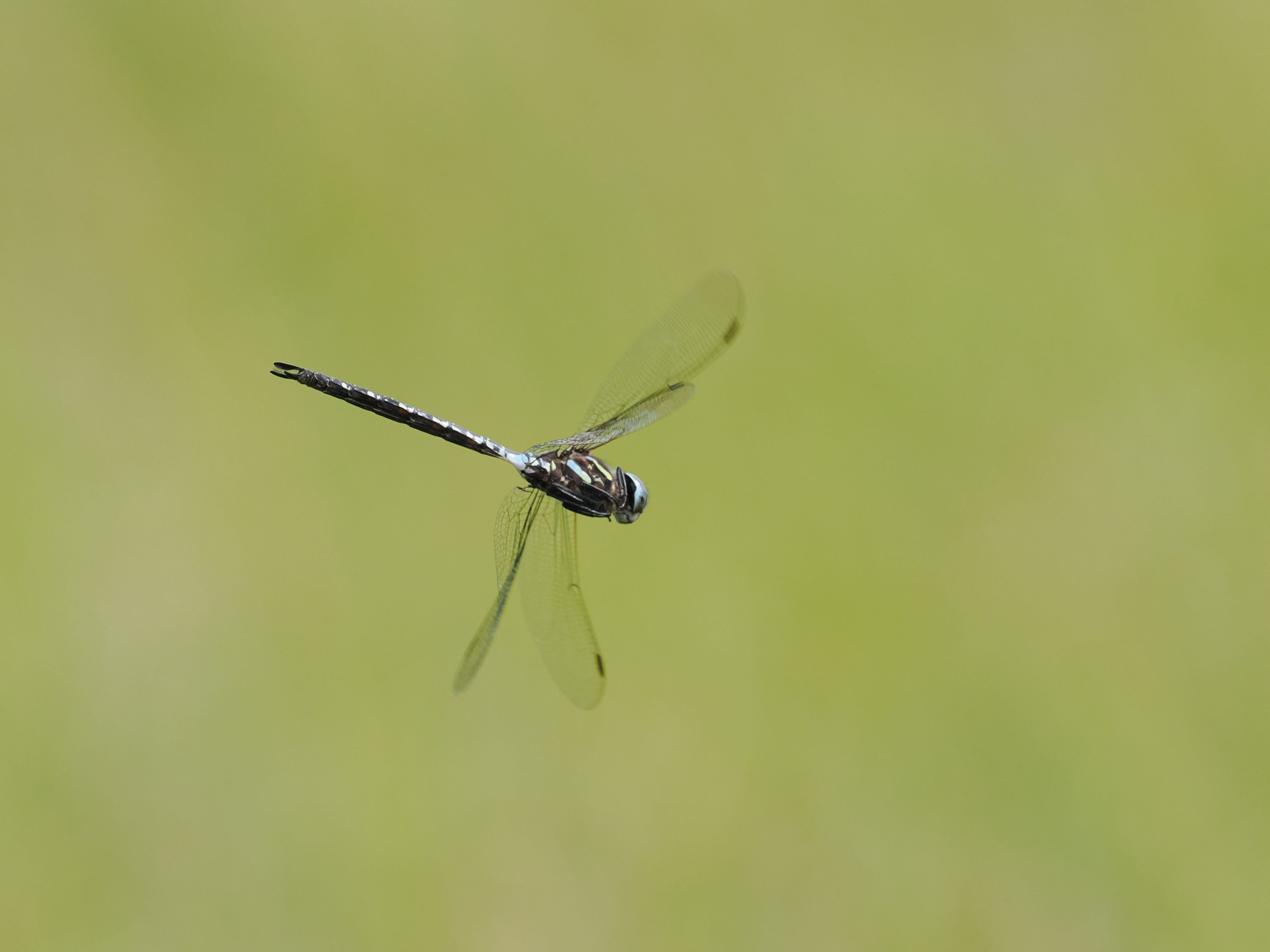 Image from Aeshna subarctica album