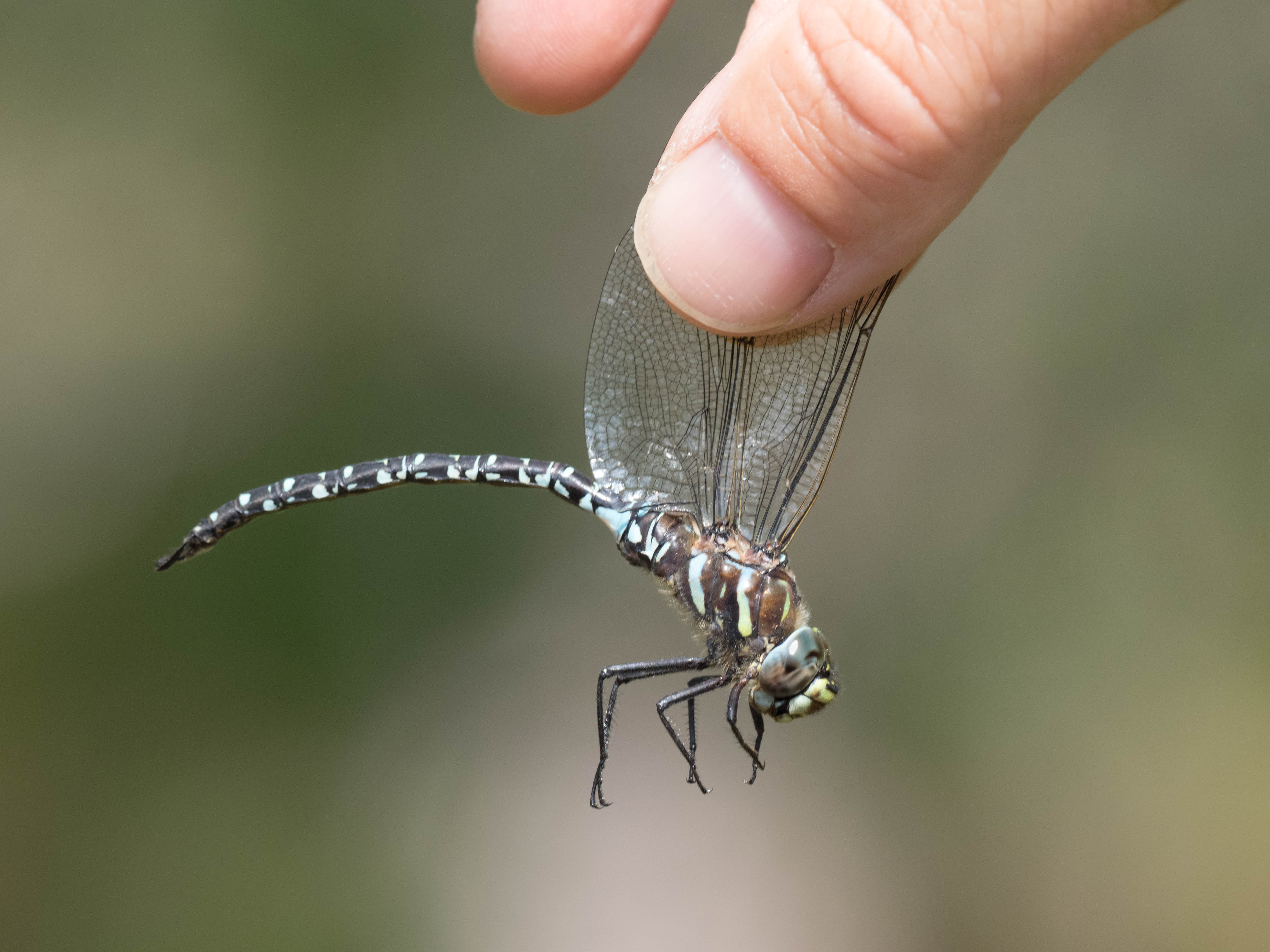 Image from Aeshna subarctica album