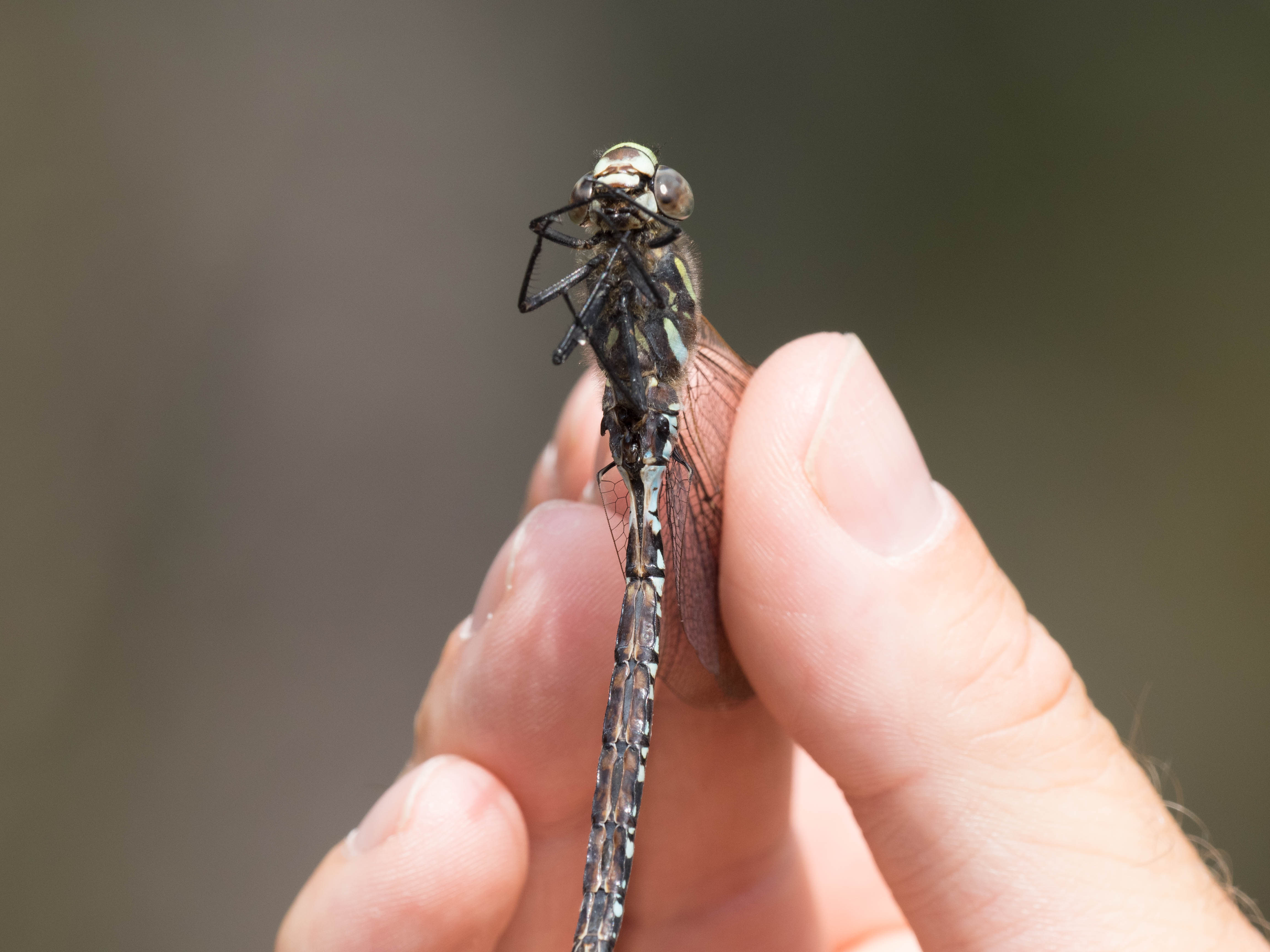 Image from Aeshna subarctica album