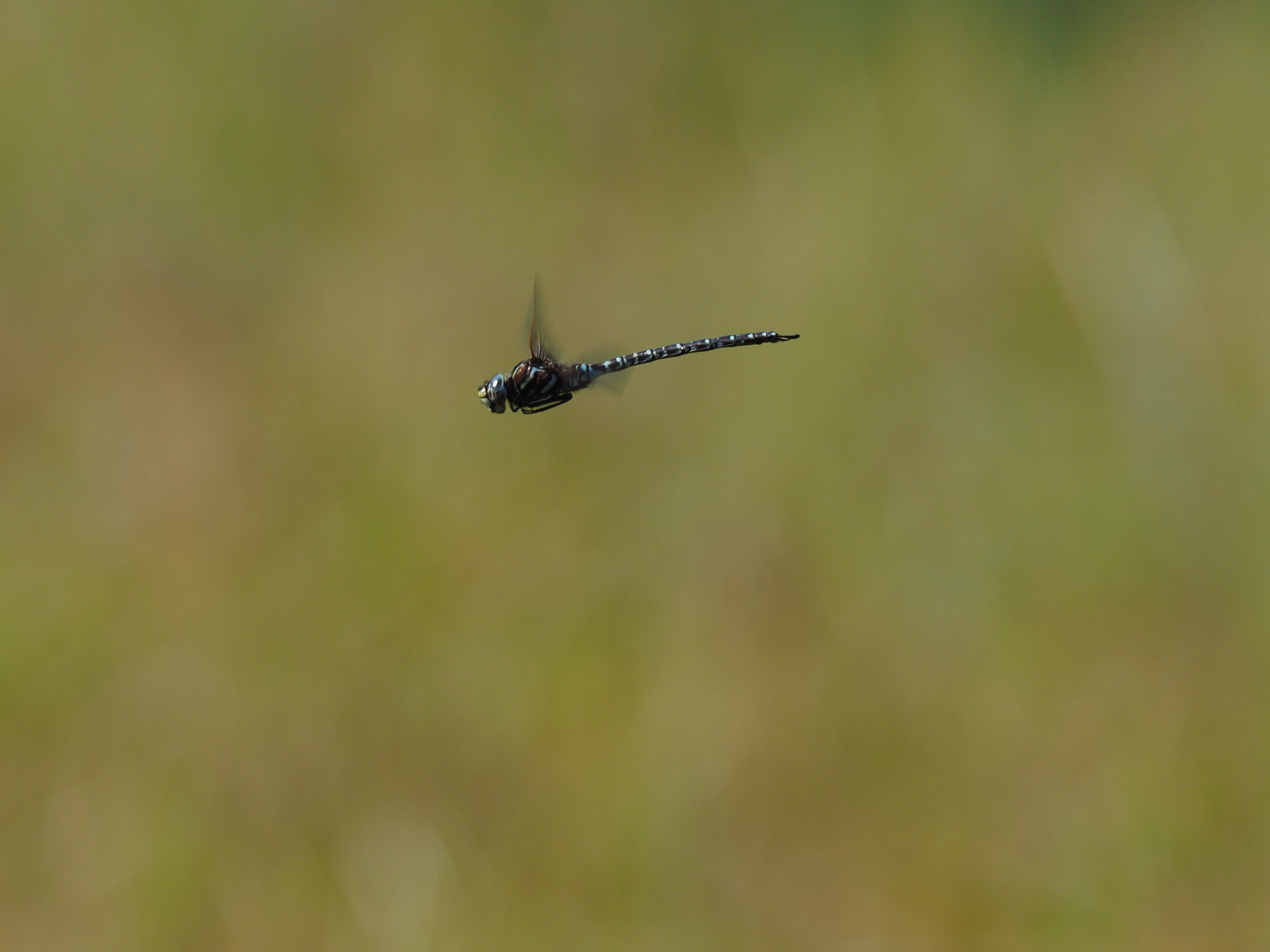 Image from Aeshna subarctica album